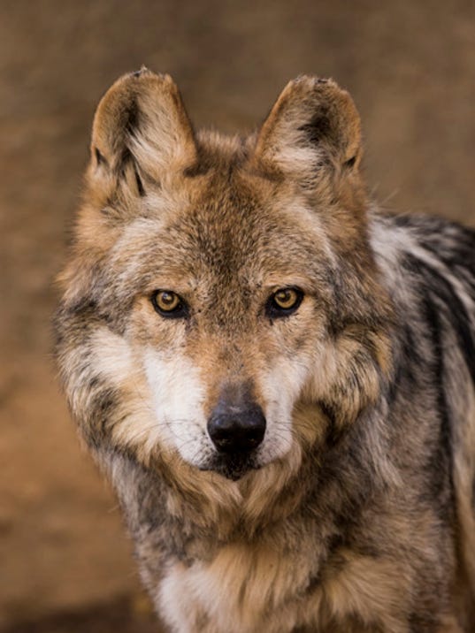 Second Mexican wolf at El Paso zoo dies