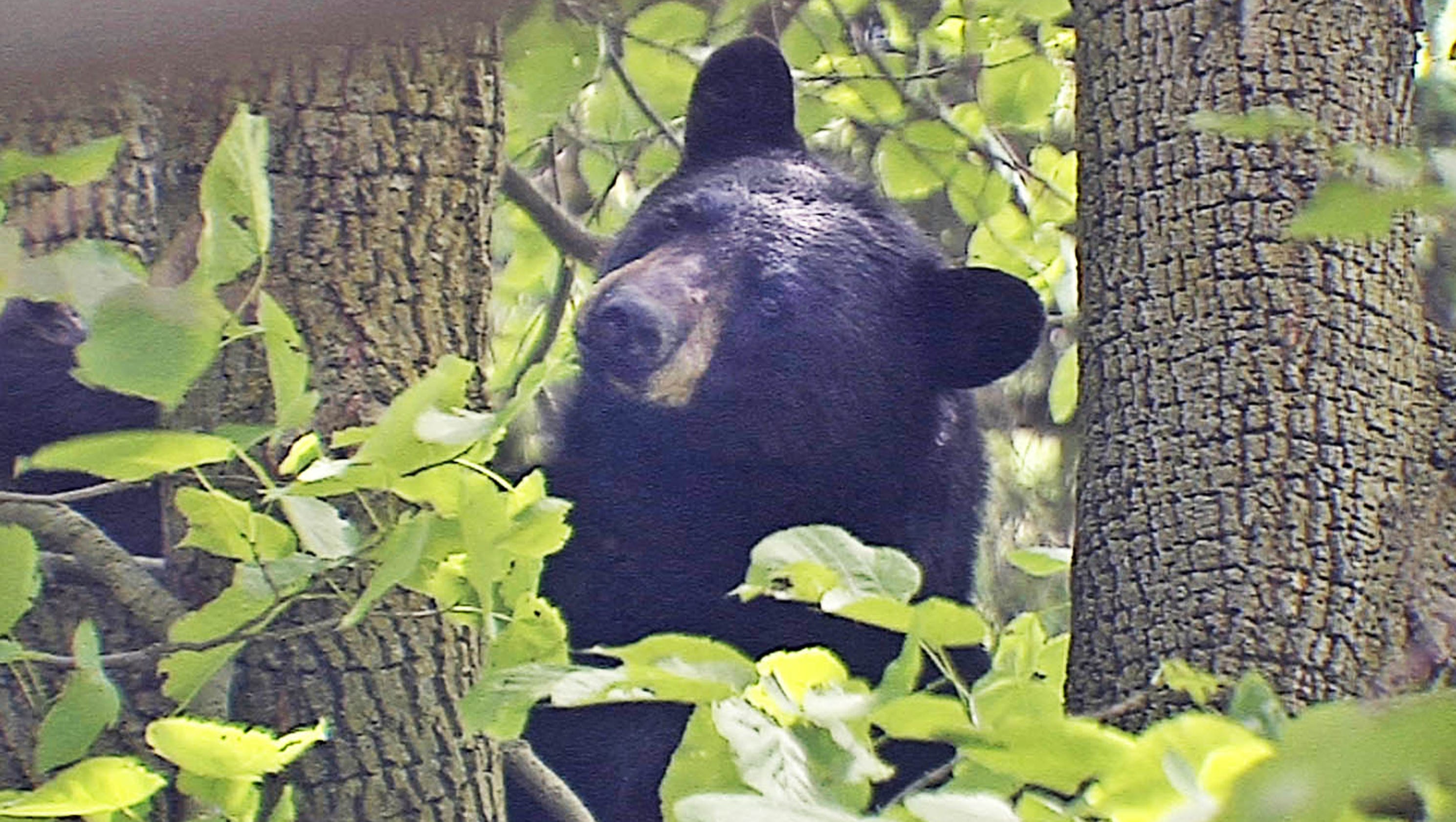 Top 5 Wisconsin wildlife risks to humans? Maybe not what you think.