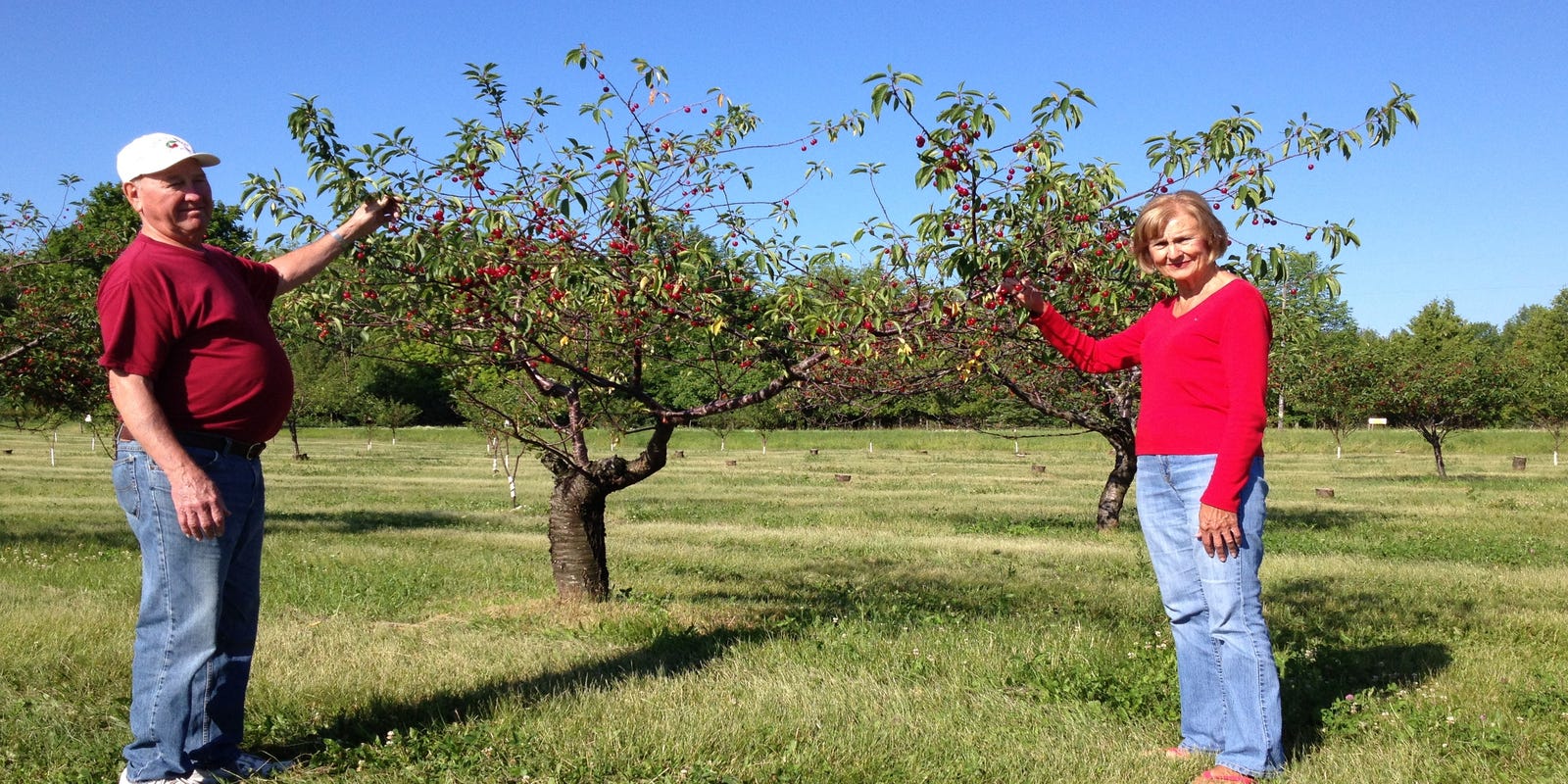 Cherry Picking Begins In Door County