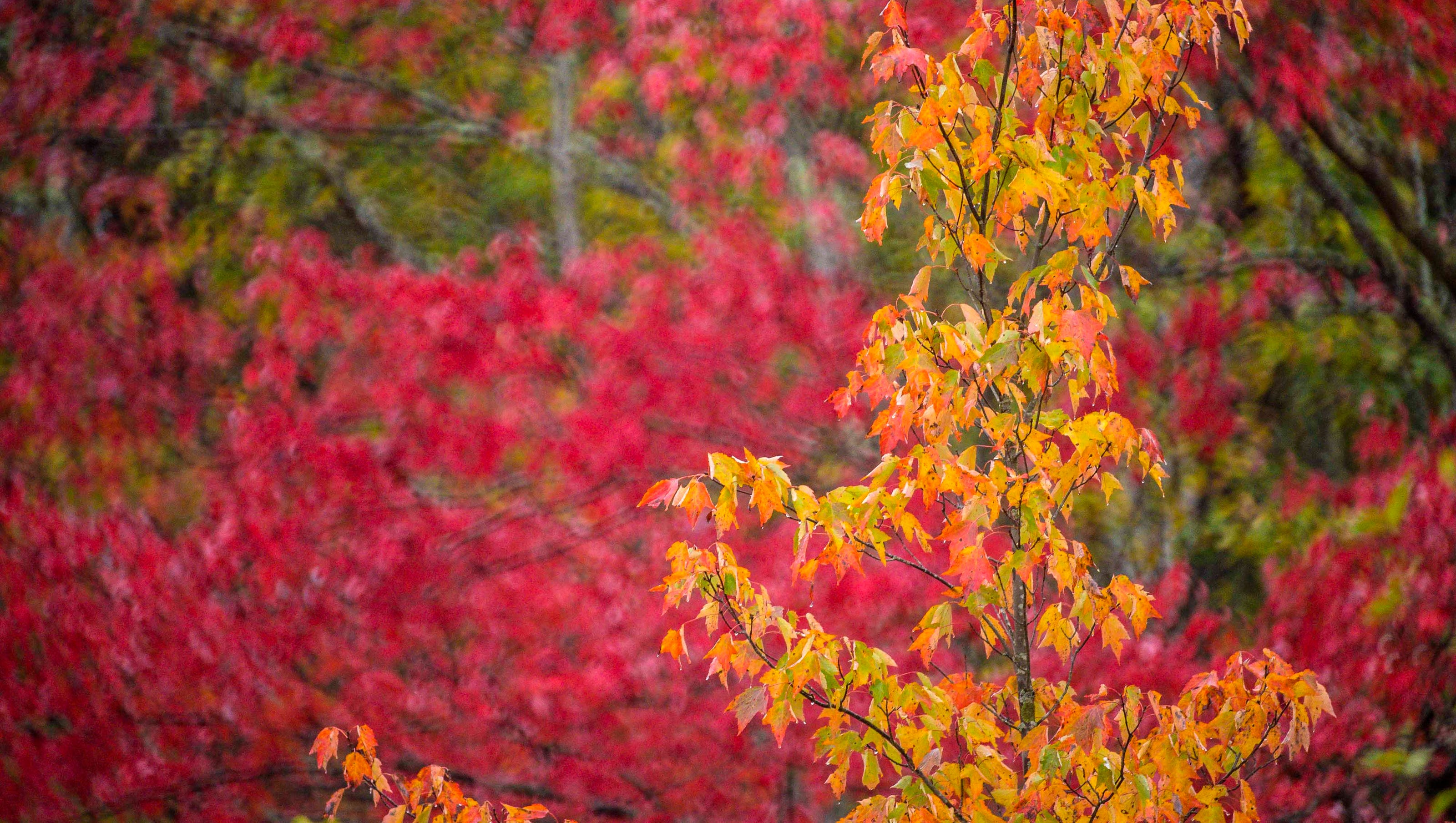 Fall Foliage How Will The Unusual Warmth Impact Your Leaf Peeping
