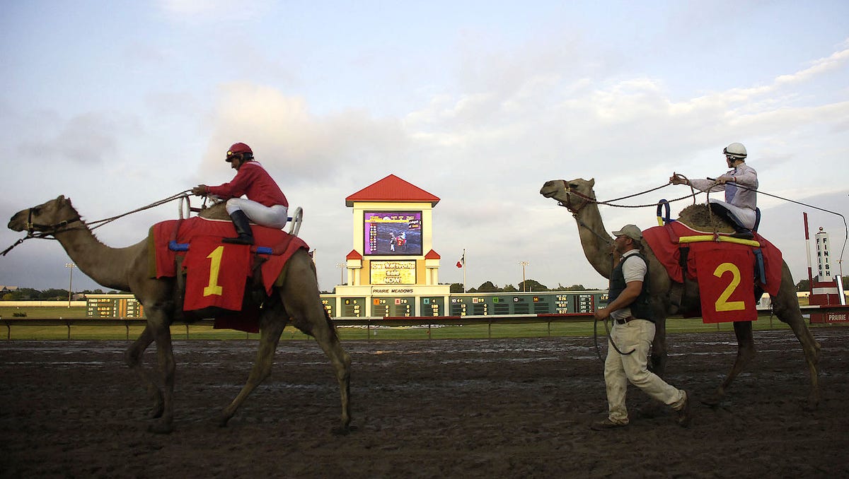 14 photos Prairie Meadows Camel and Ostrich races through the years
