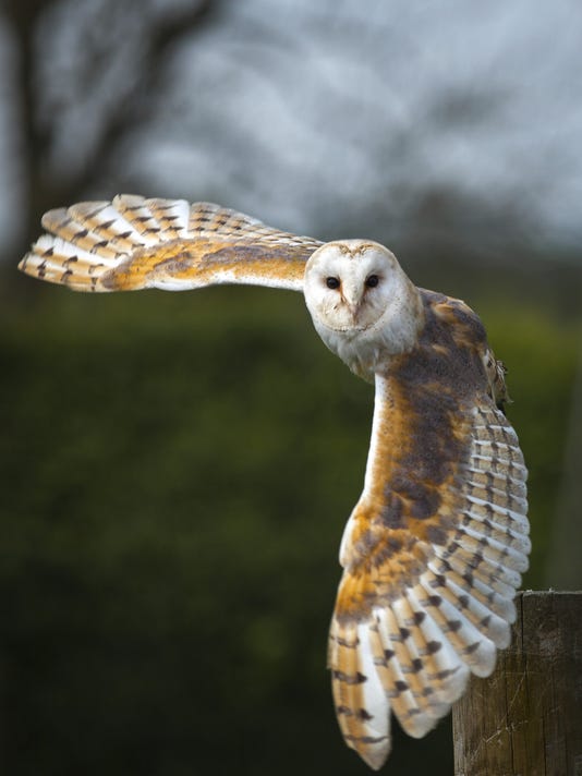 Bird Of The Month Barn Owl