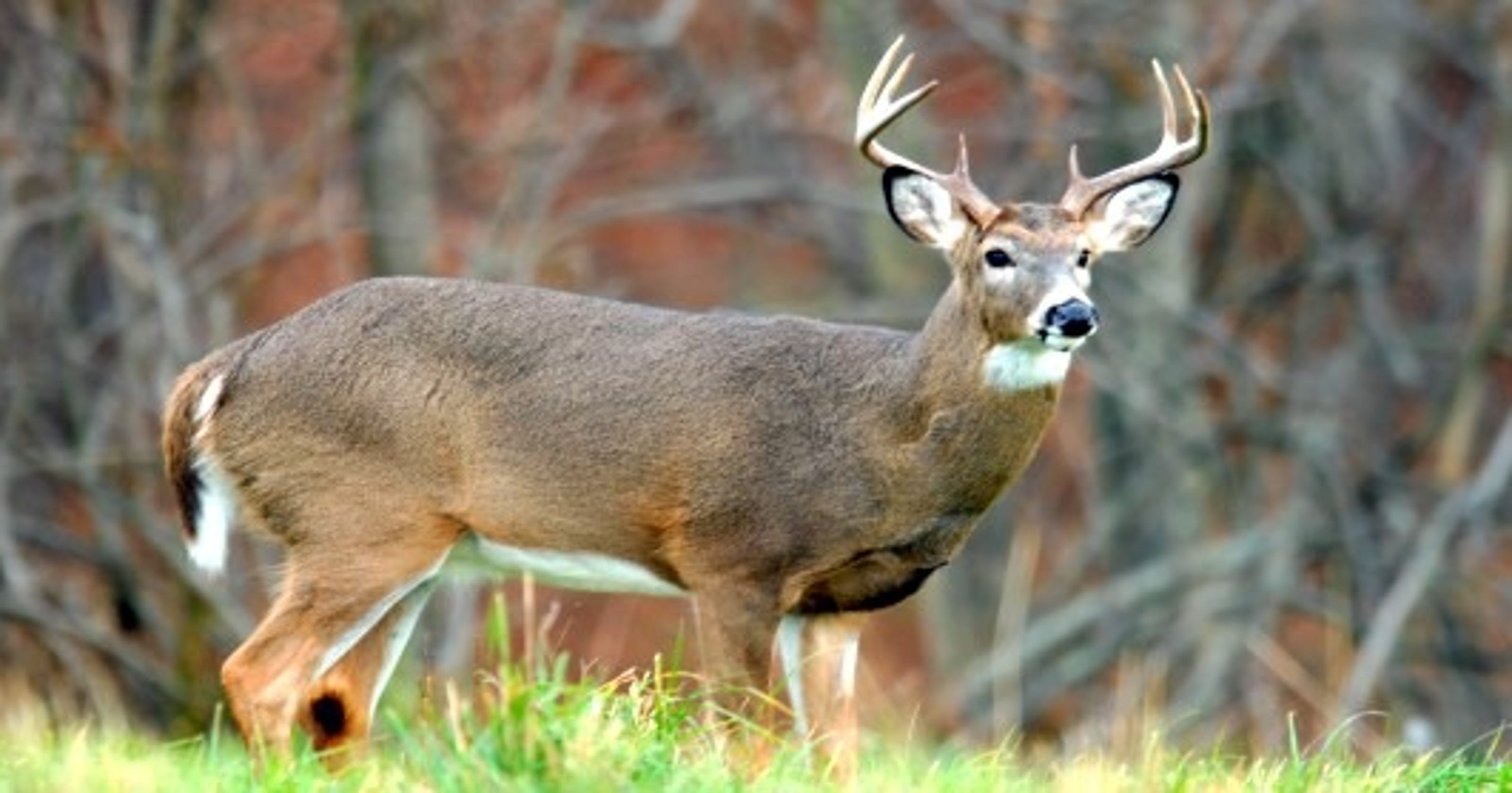 Pa. Game Commission urges hunters to thin the deer herd in some areas