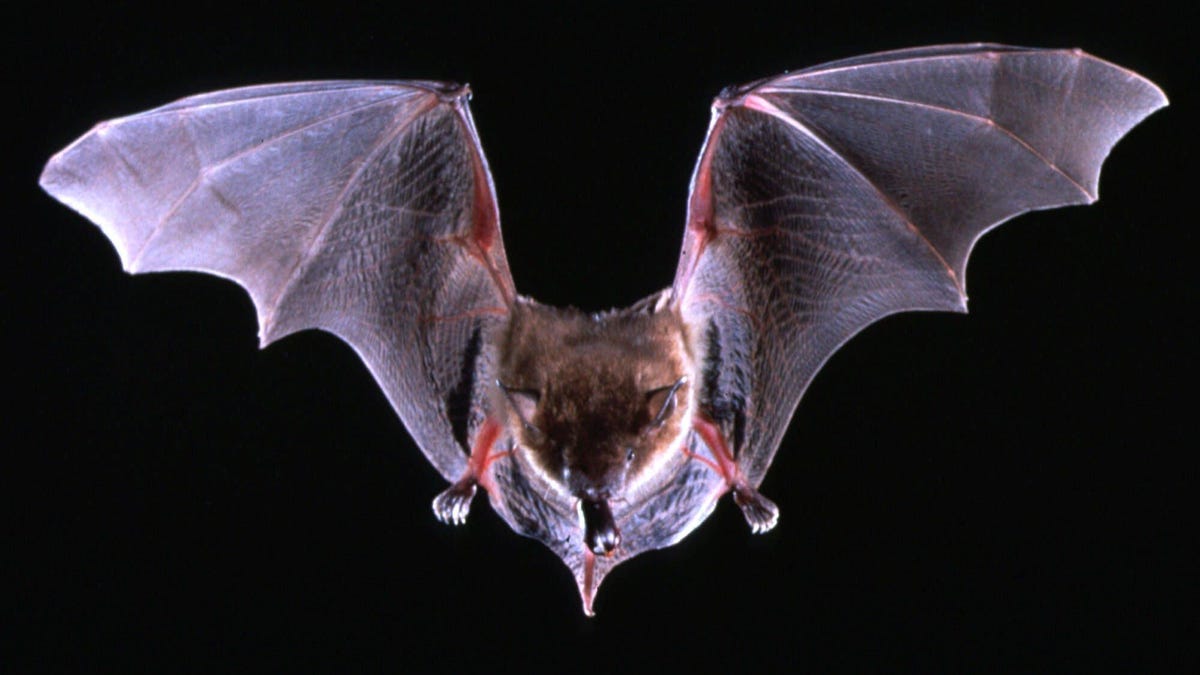 Rabid bat found in Middlesex County home