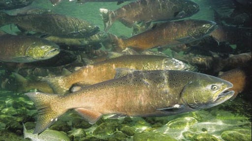 California Salmon Season Looks Good, Despite Drought