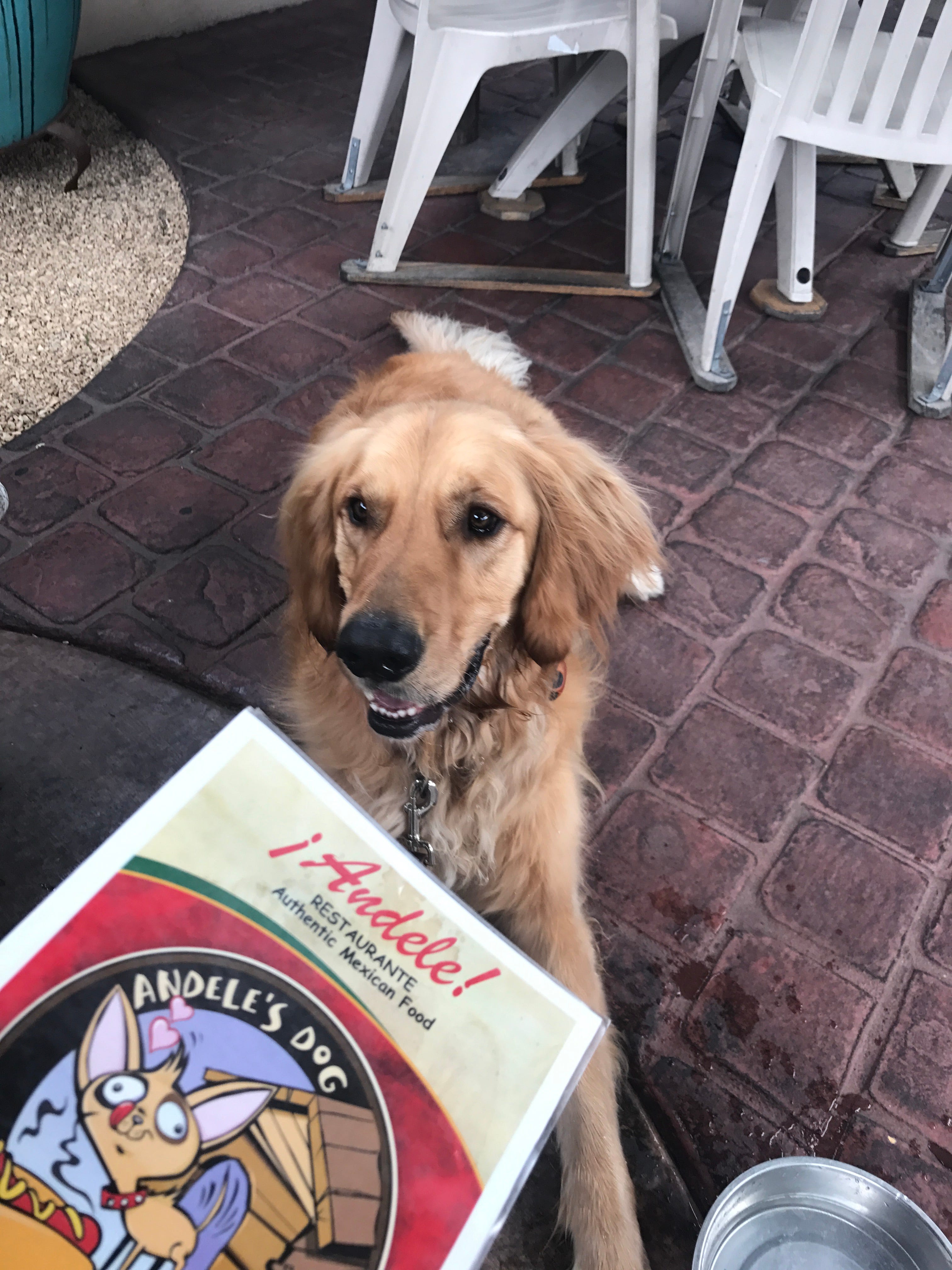 are dogs allowed in restaurants in new mexico