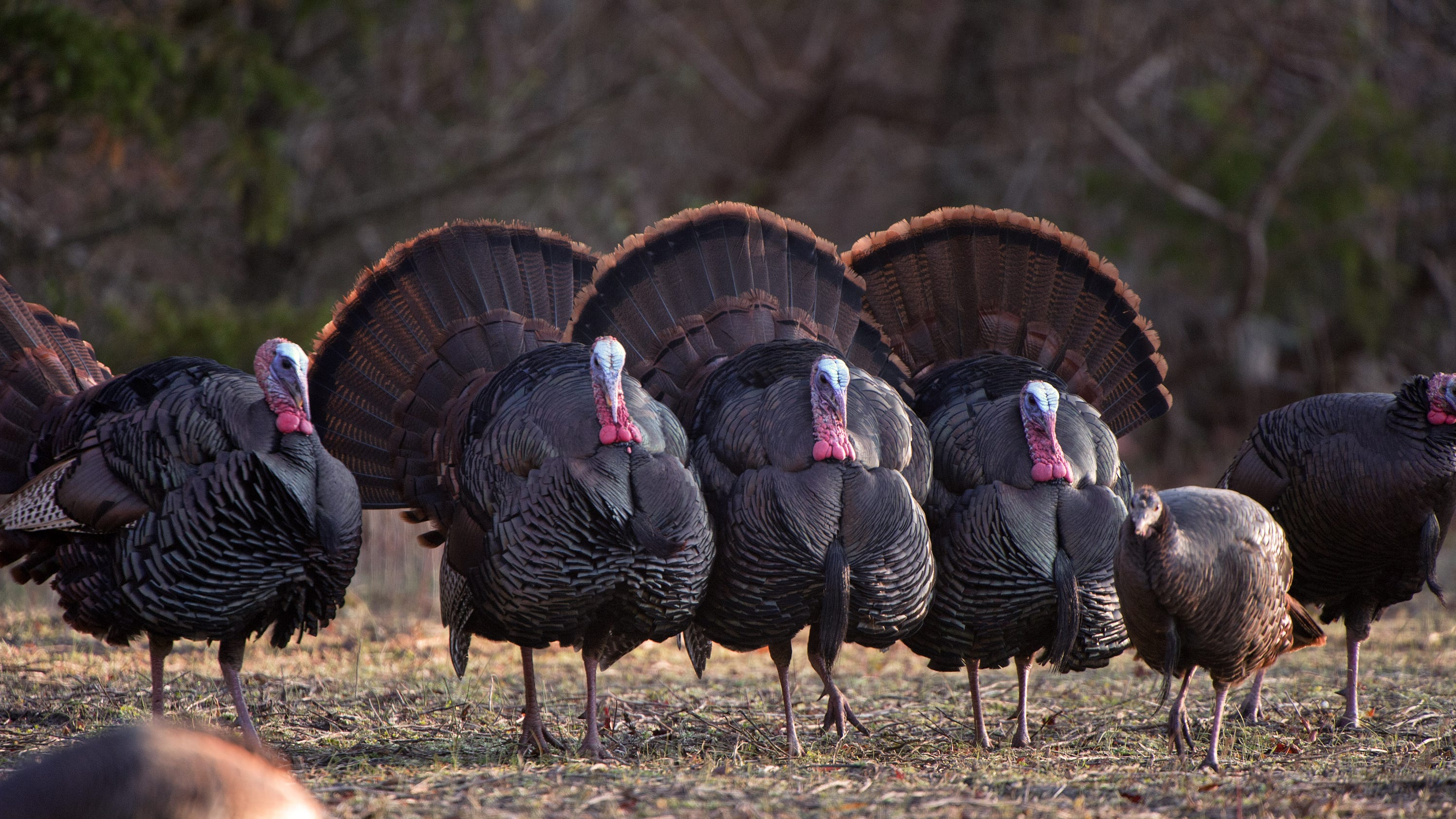 NC Wildlife seeking help counting wild turkeys