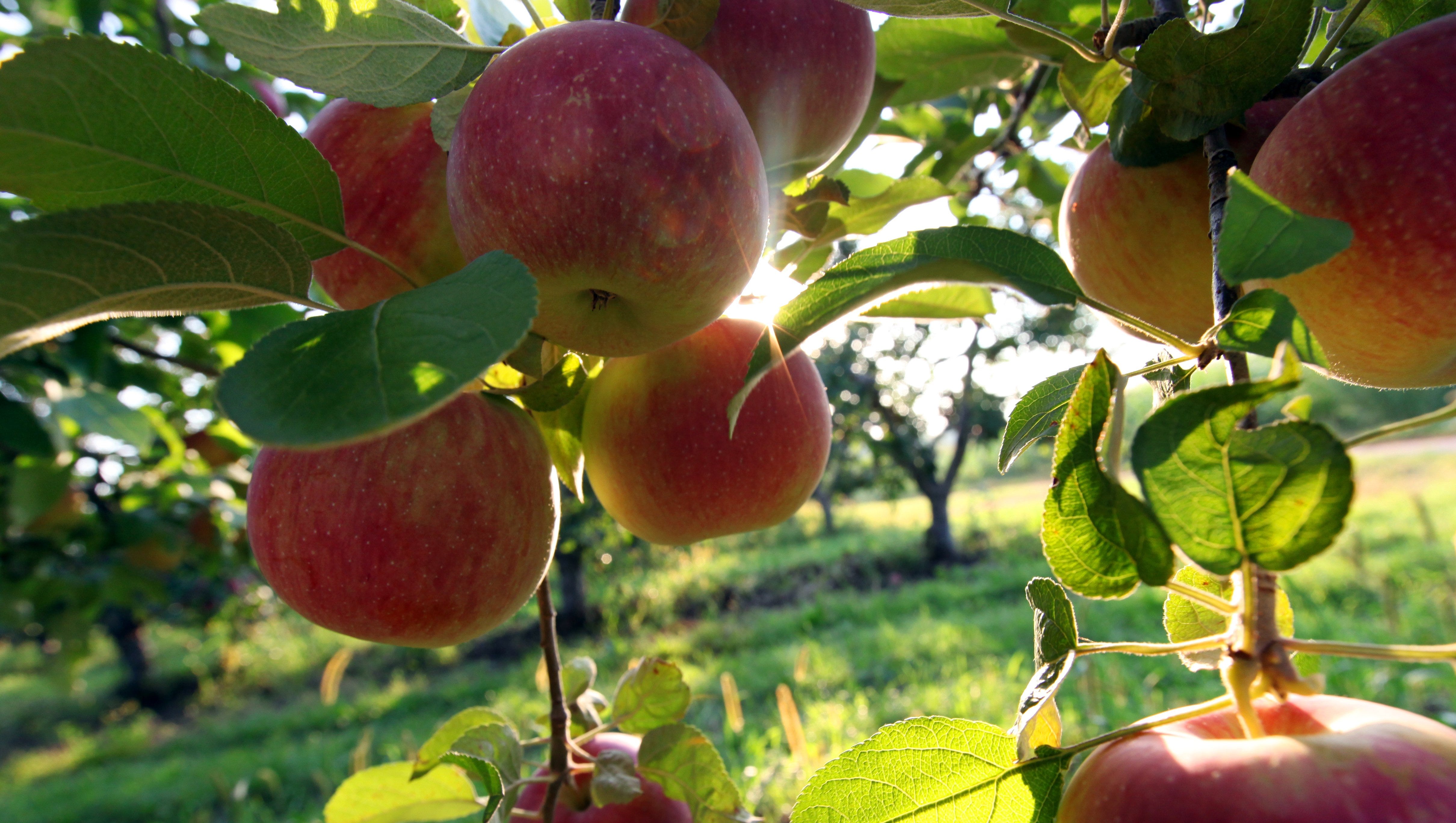 Kercher S Apple Orchard