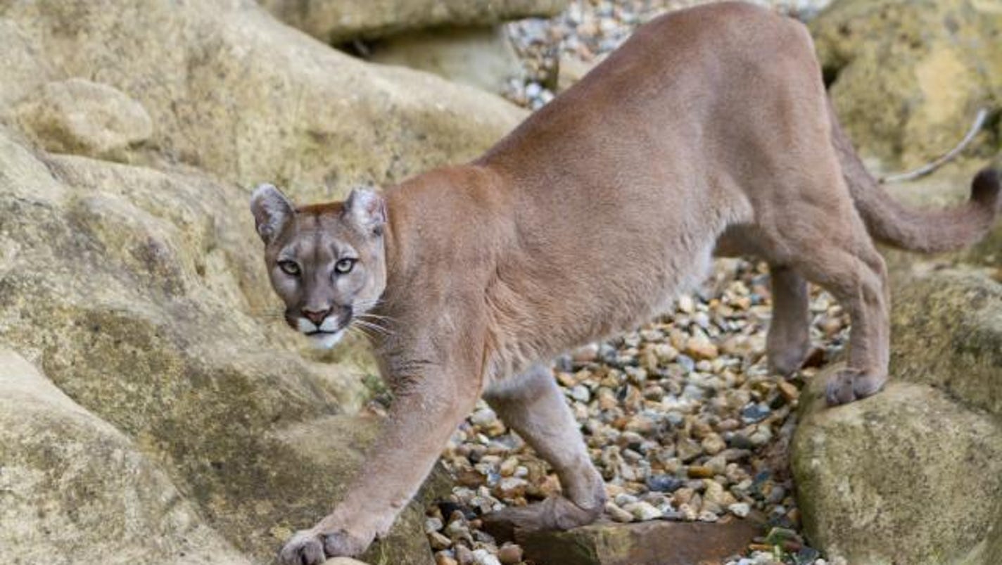 recent-cougar-sighting-on-sudderth-drive-means-they-re-here