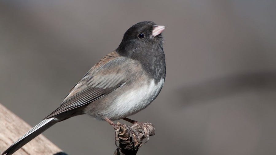 Bird Words Dark Eyed Juncos Arrive For The Winter   R0017387107  827247.JPG