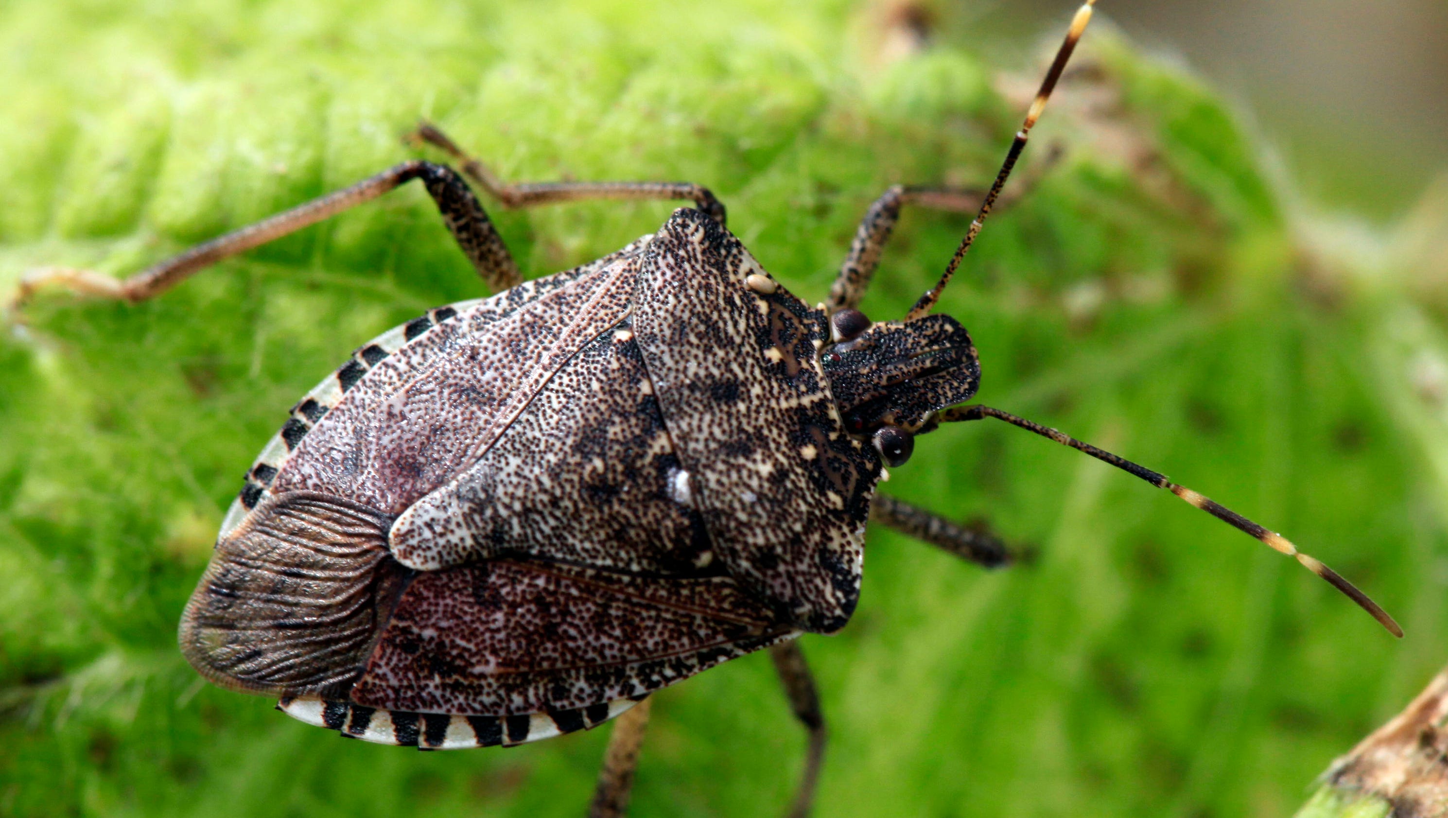 Invasive Insect S Aroma Annoys Some Michigan Homeowners   Dfp1020stinkbug 