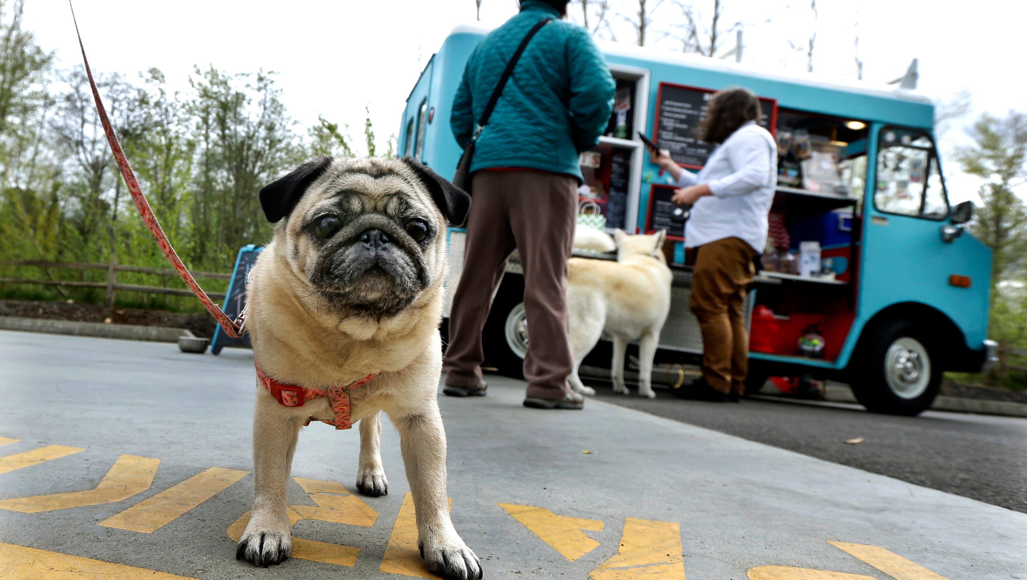 are there any bus lines that allow dogs