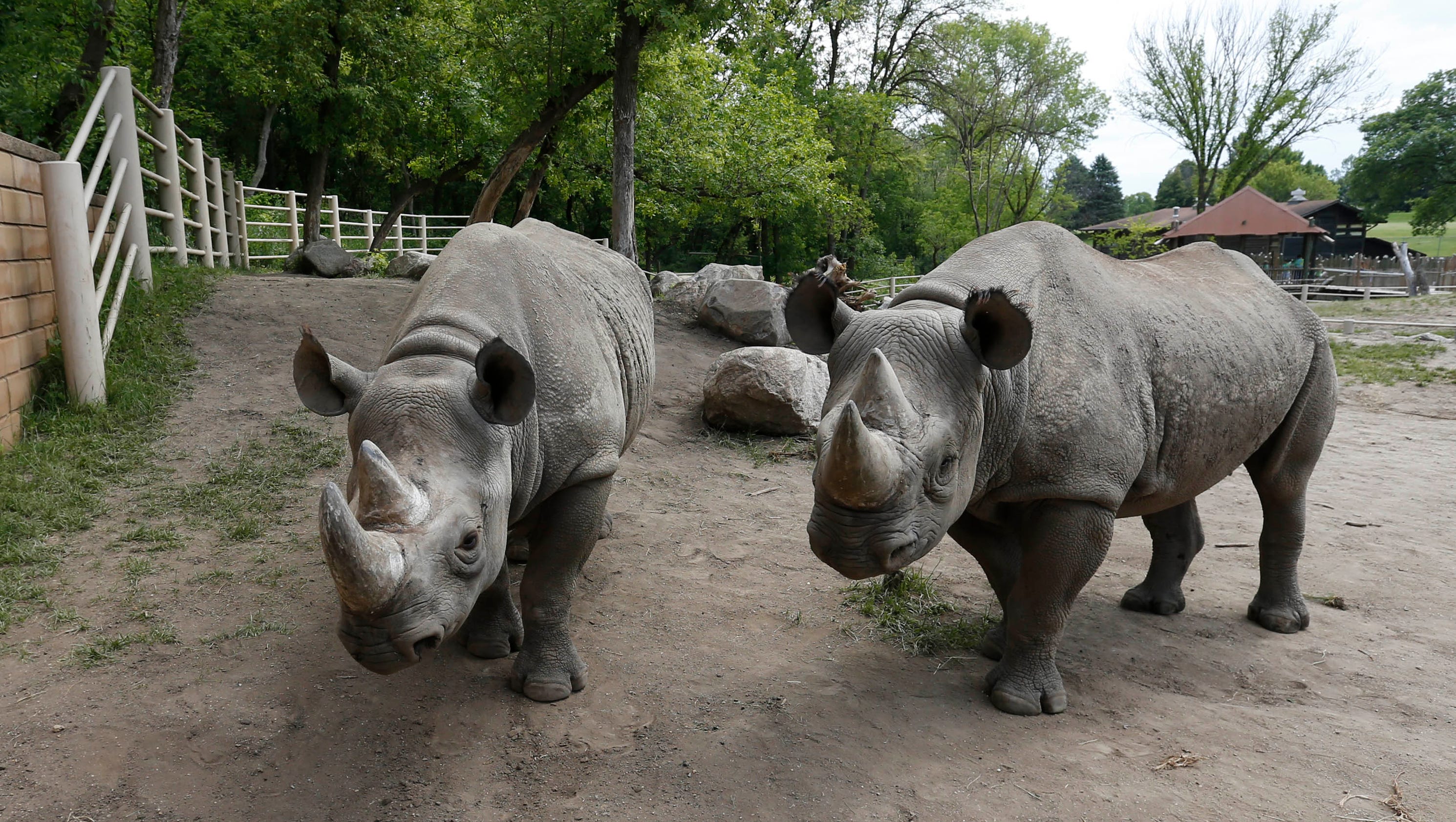 Rare black rhino baby expected at Iowa zoo