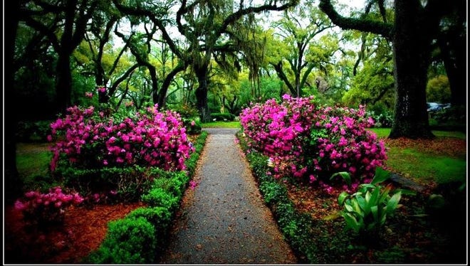 Splendor in Spring: A Profusion of Azaleas in Louisiana Landscapes
