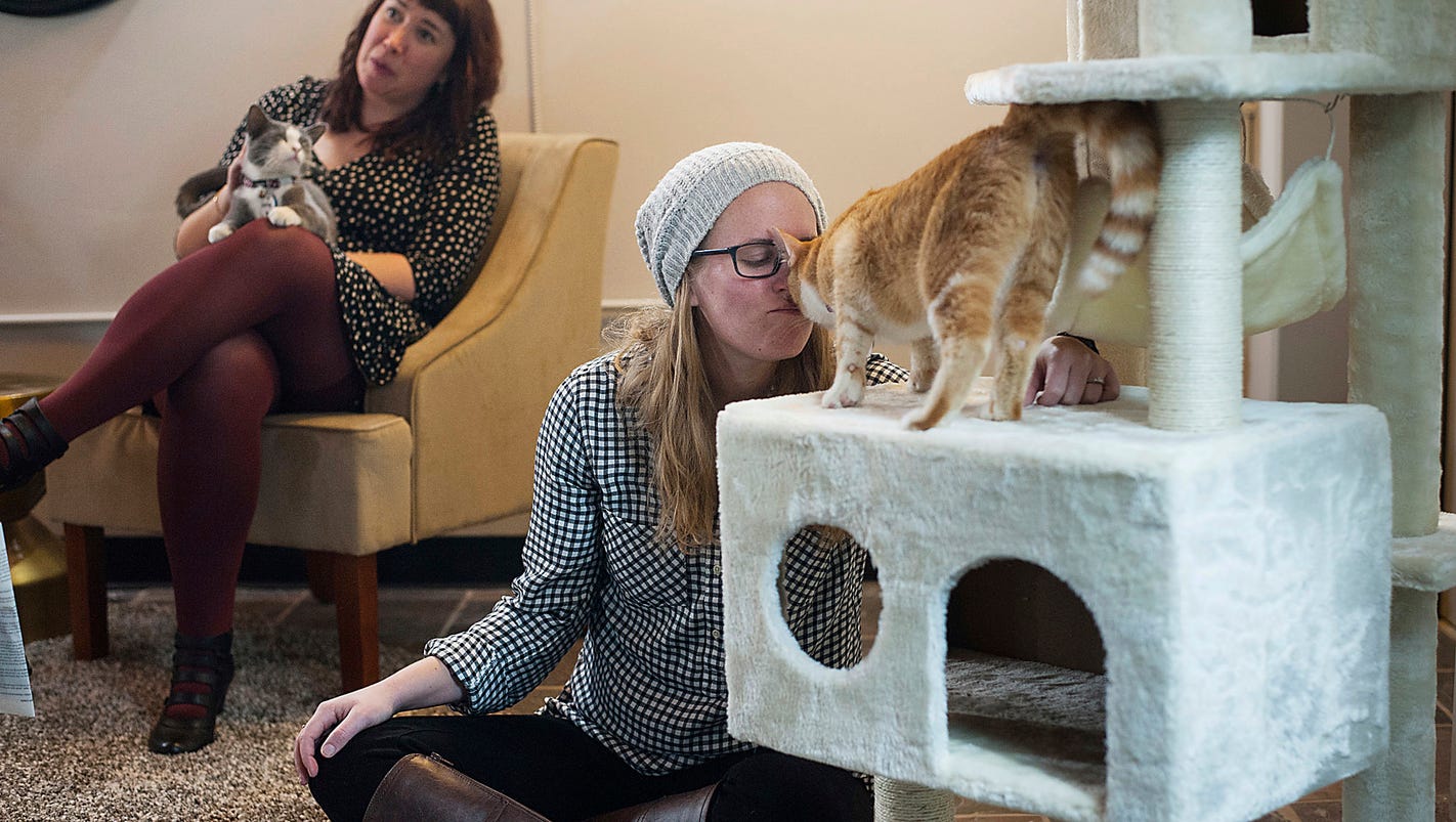  Cat  cafes find purrfect setting in cities