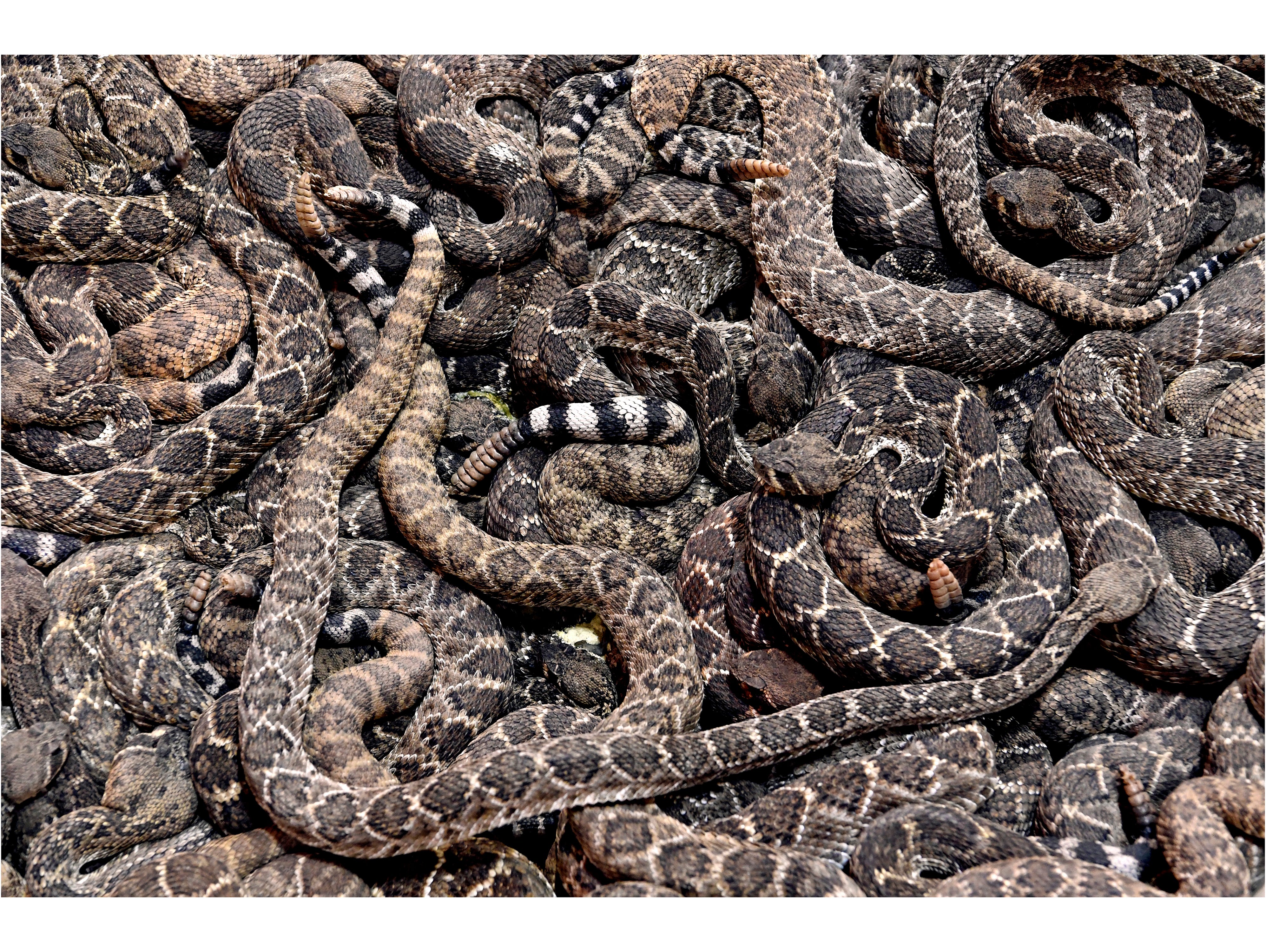 How To Protect Your House And Yourself From Rattlesnakes