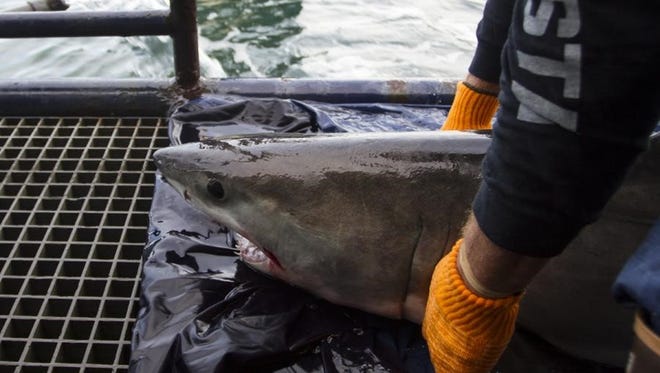 Great White Shark Named By Jimmy Buffett Visits Jersey Shore