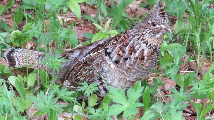 thunder chicken hunter