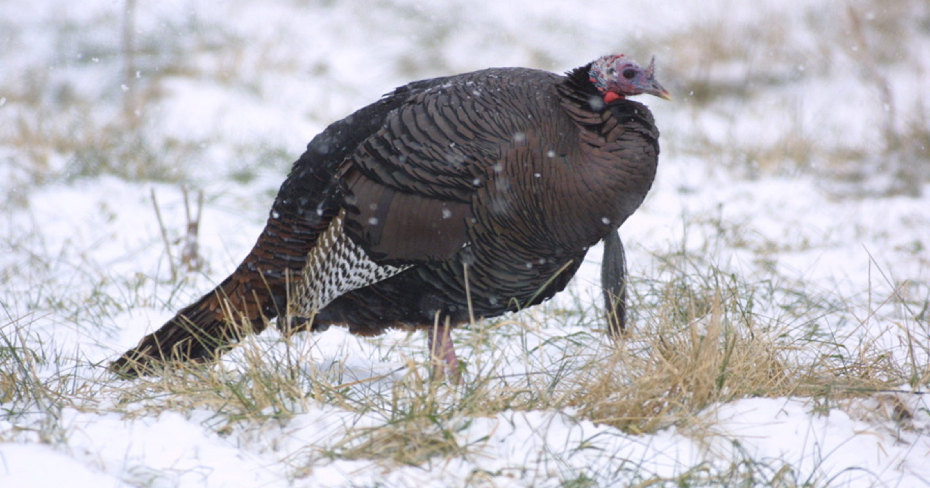 Wisconsin spring turkey hunt drop fall season start weather Bob Schuh