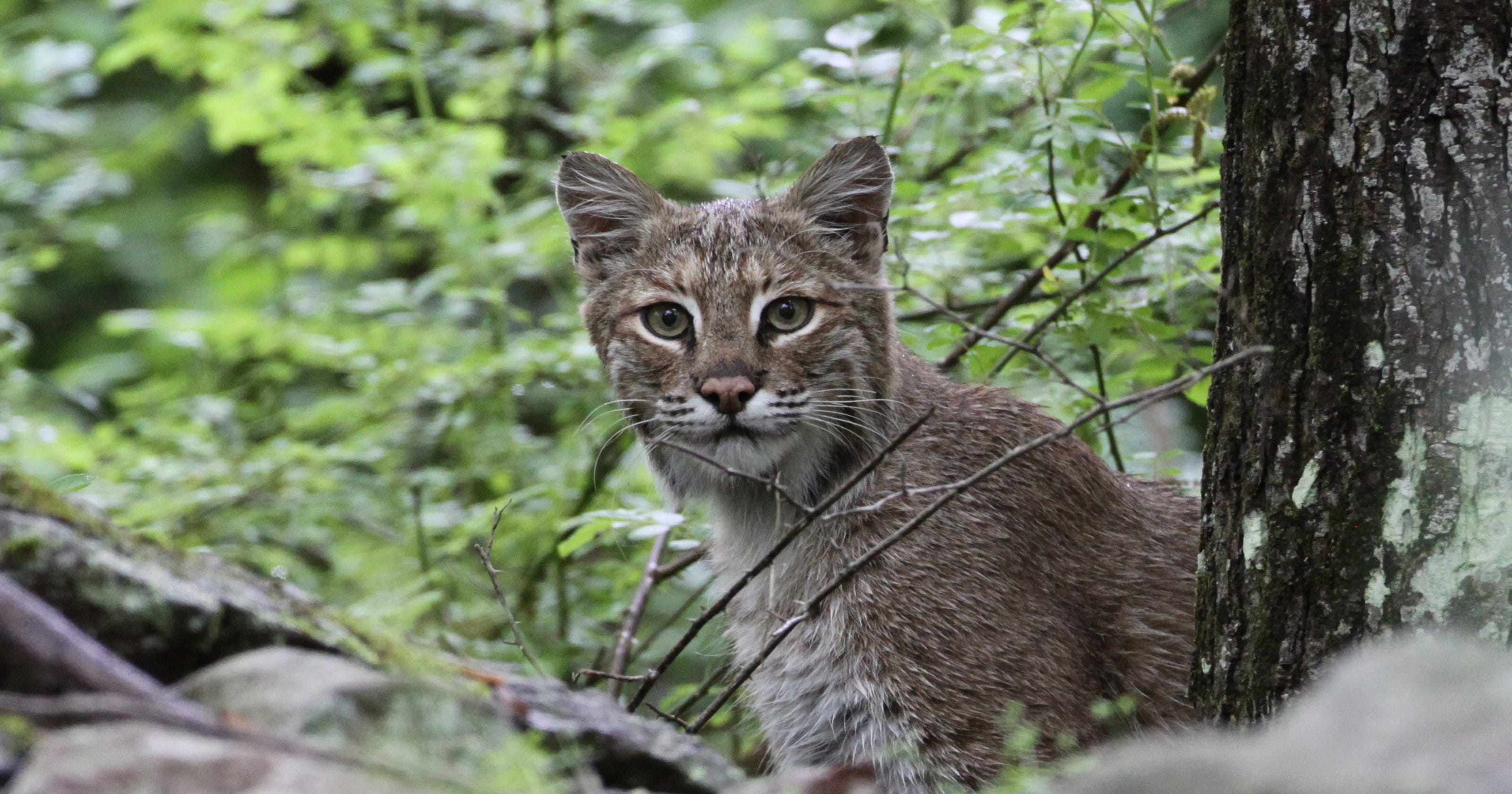 NJ has bobcats? Yep – and here's a way to save them