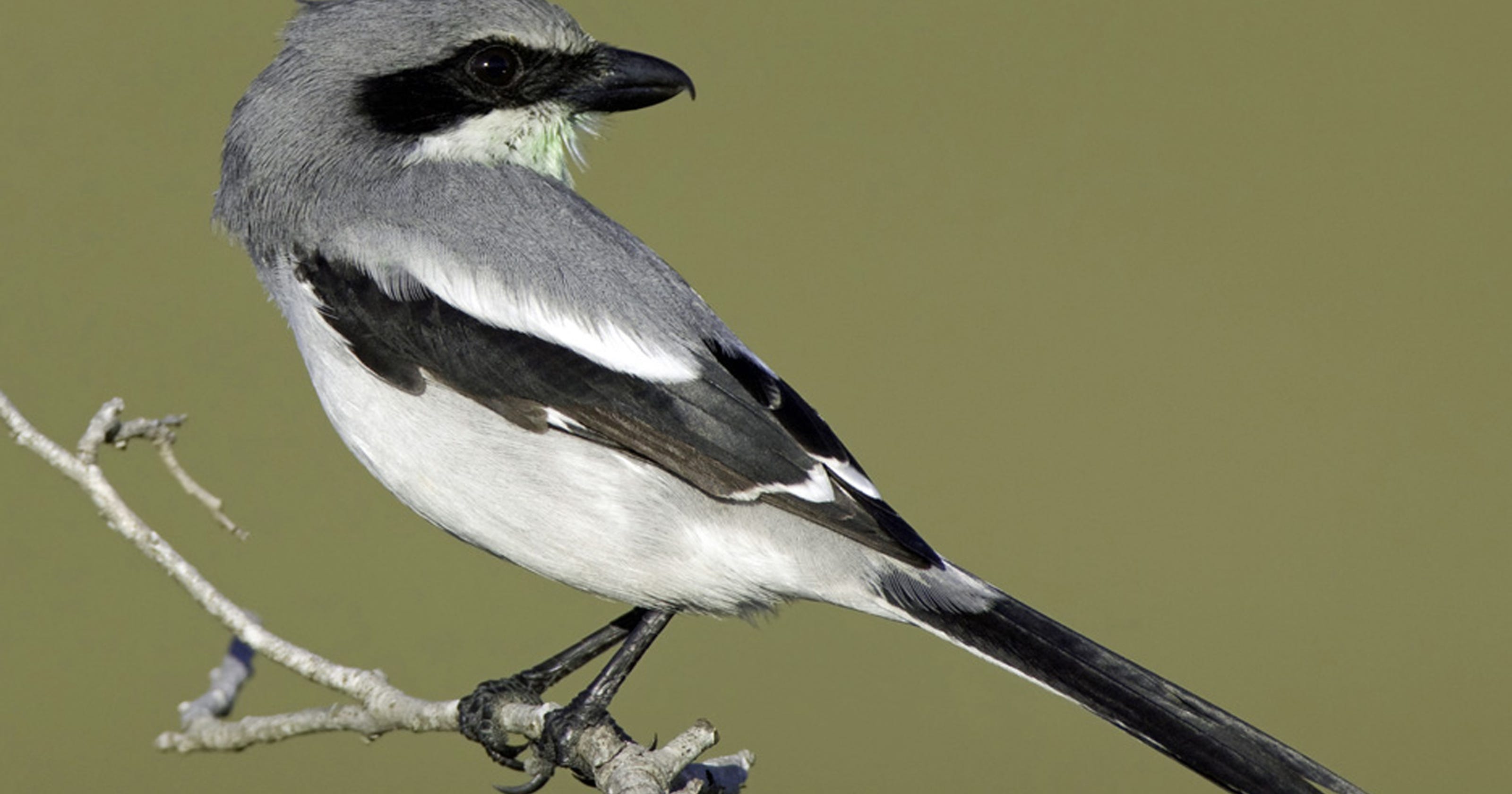 Loggerhead Shrikes Are Birding World Psychopaths - 