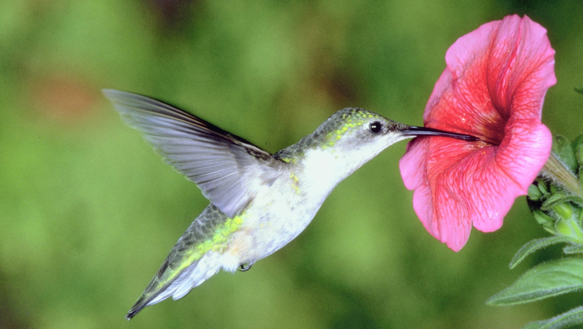 Keep Your Garden Humming With Hummingbirds   636390107318965921 Hummingbird 02.JPG