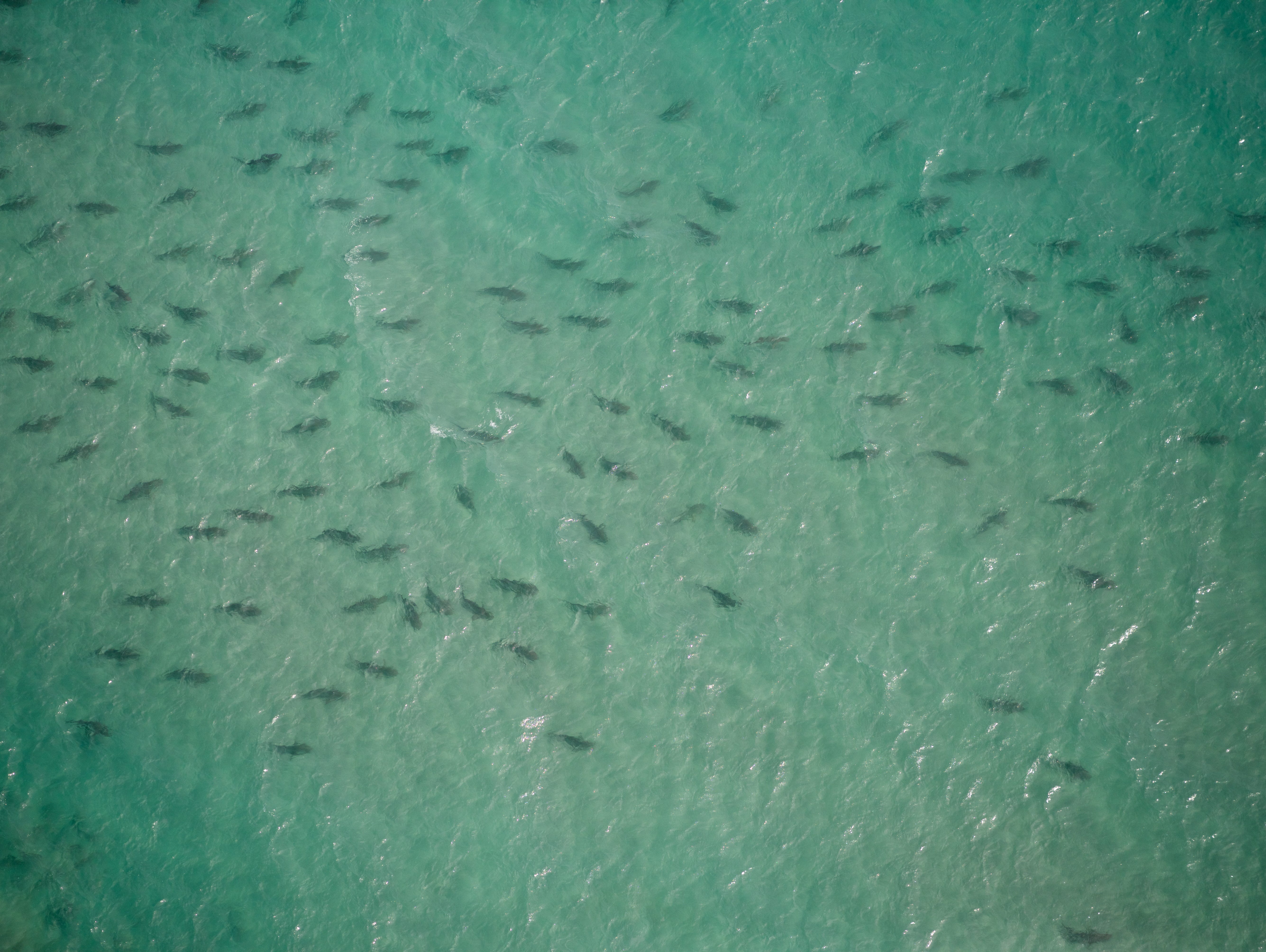 Sharks by the score can be seen enjoying their winter visit to the waters off Palm Beach County in this aerial photo provided by Florida Atlantic University's shark research lab in March 2016.