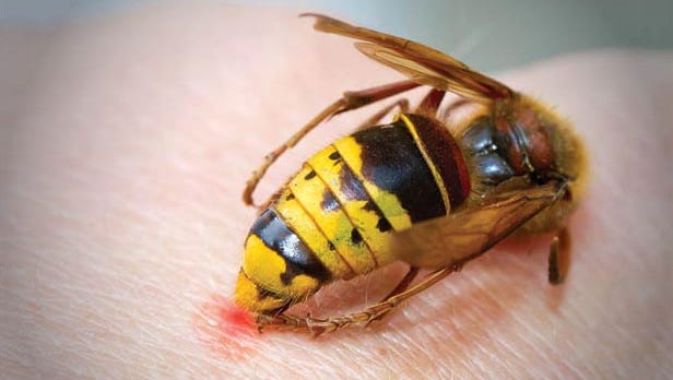 yellow jacket bee sting treatment