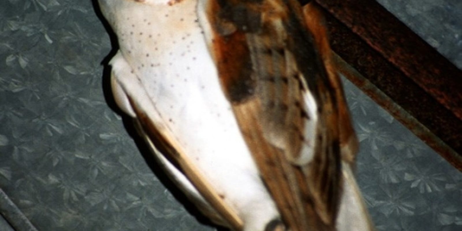 Wild About Texas Barn Owls Will Move In After People Leave A Building