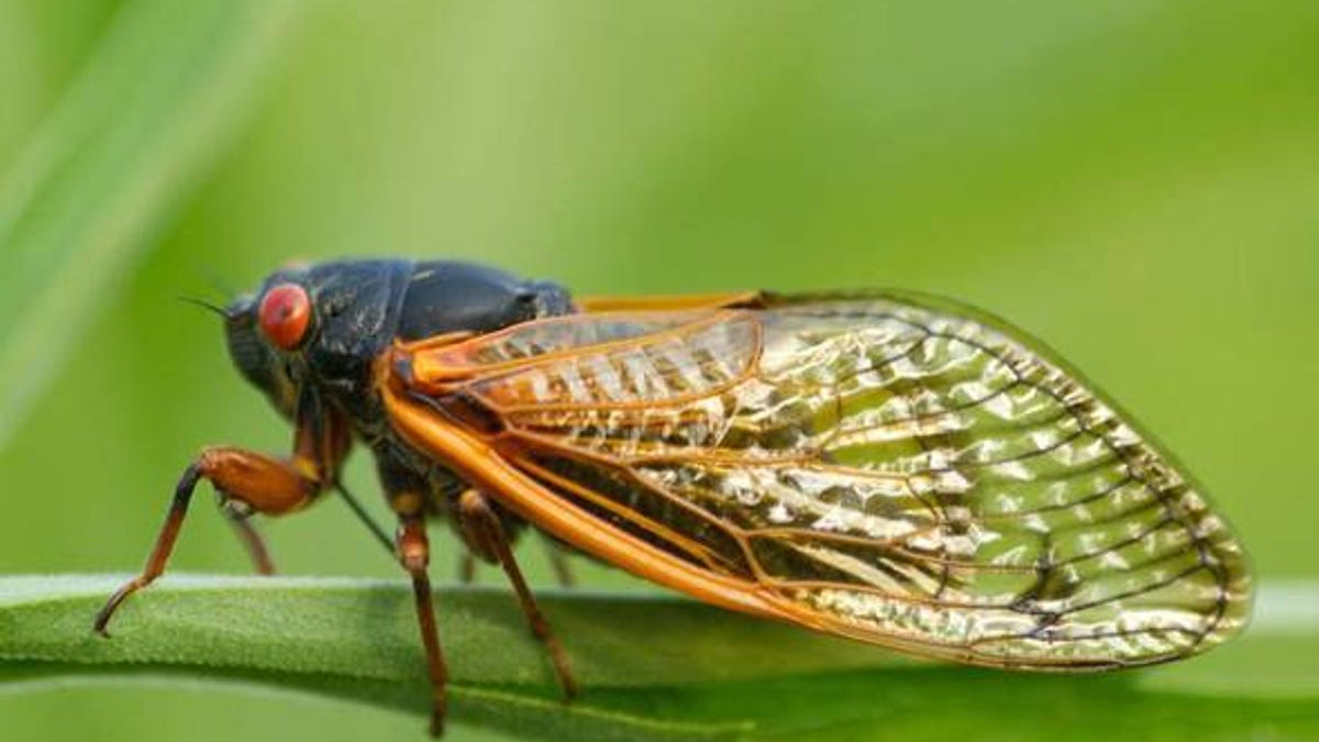 When do cicadas leave Illinois?