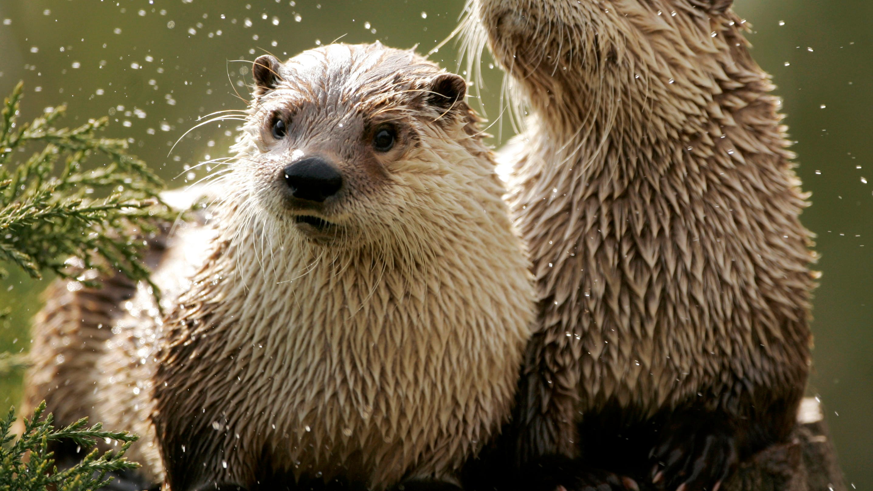 otter zoom integration