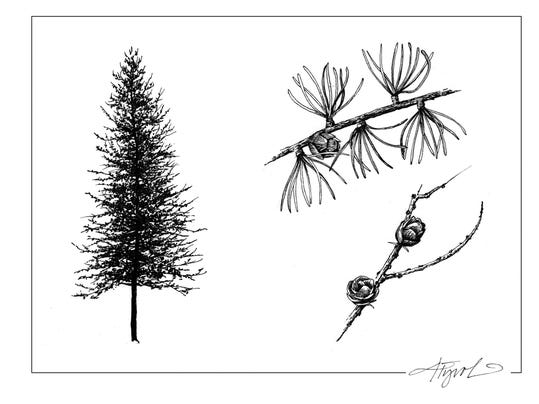 Outside Story: Mysteries of the tamarack tree