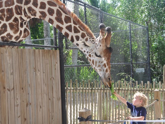 Naples Zoo giraffe exhibit is like a soap opera