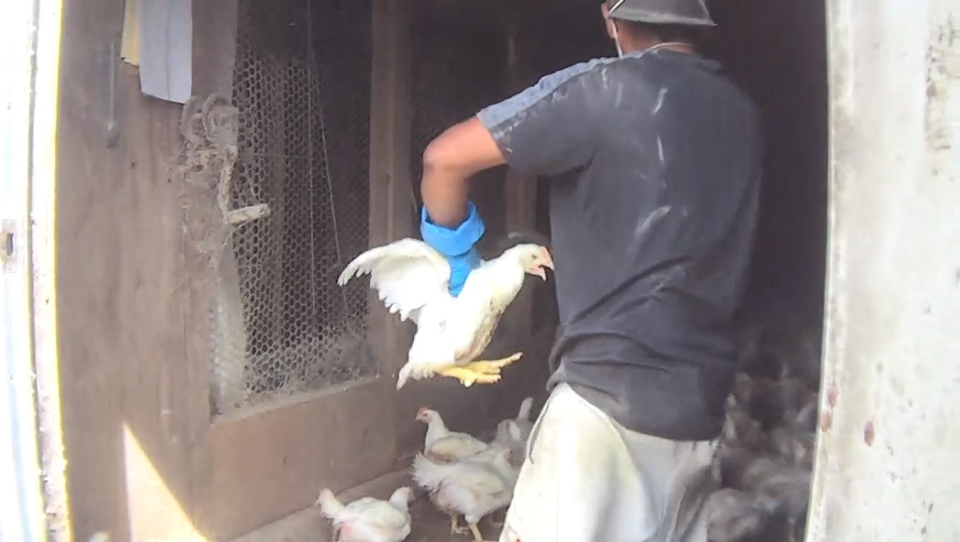 tyson chicken farms abuse