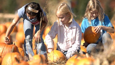 stevens pumpkin patch