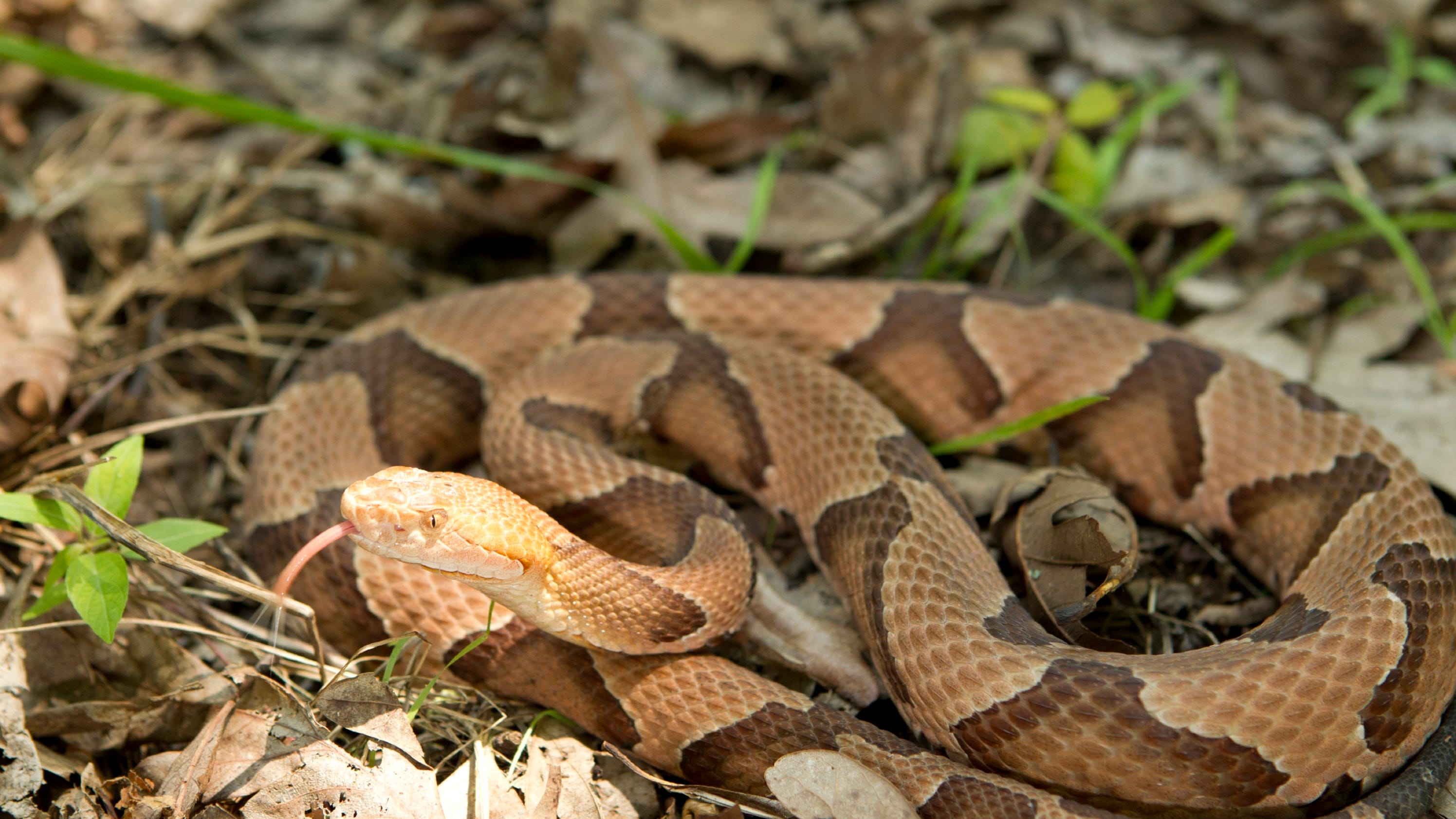 Copperhead bites avoidable by taking precautions, experts say