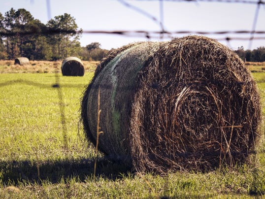 Origin of the word 'haywire' is a bit tangled and rusty