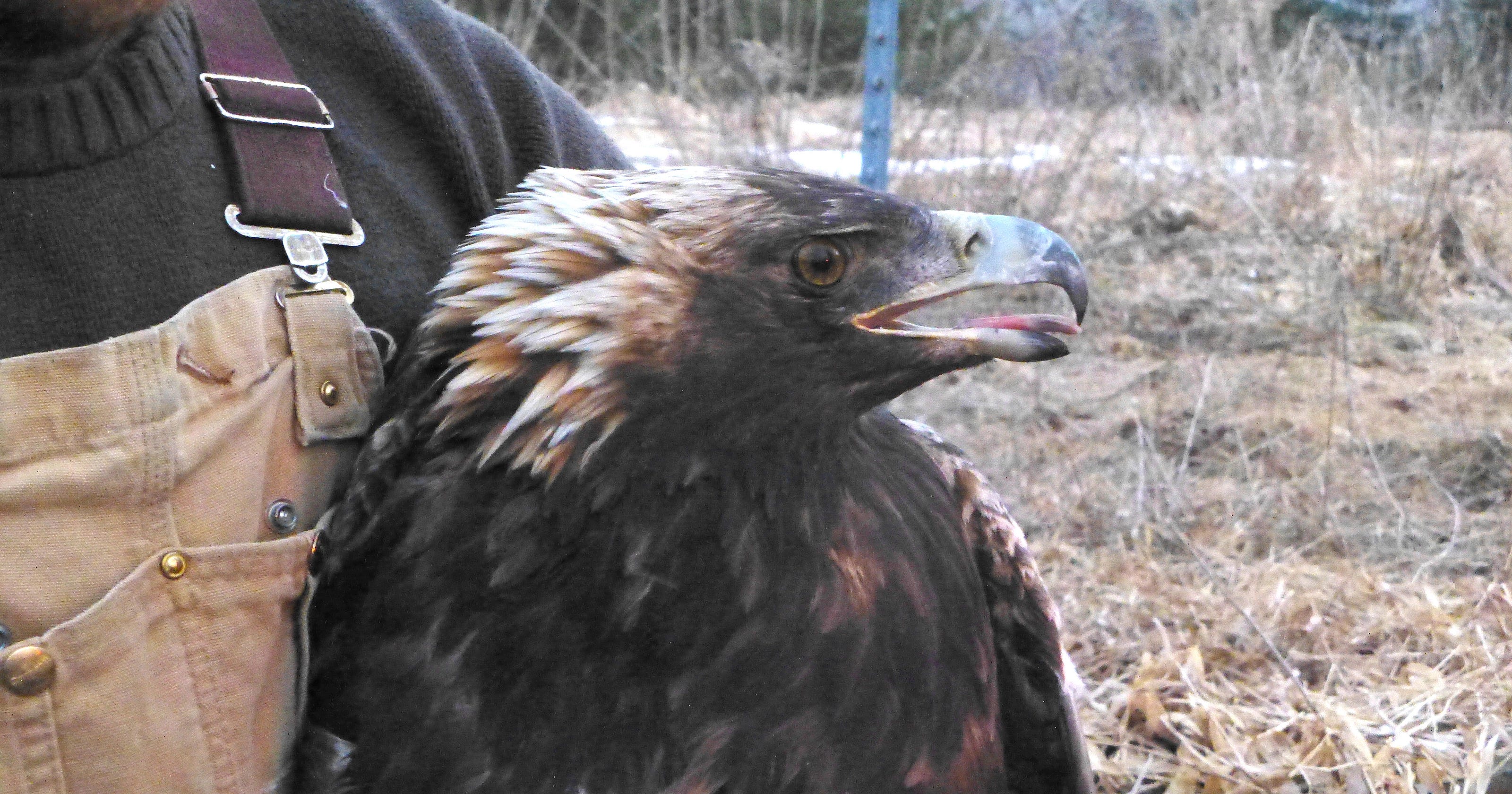 Meet The Golden Eagles Who Winter In Wnc