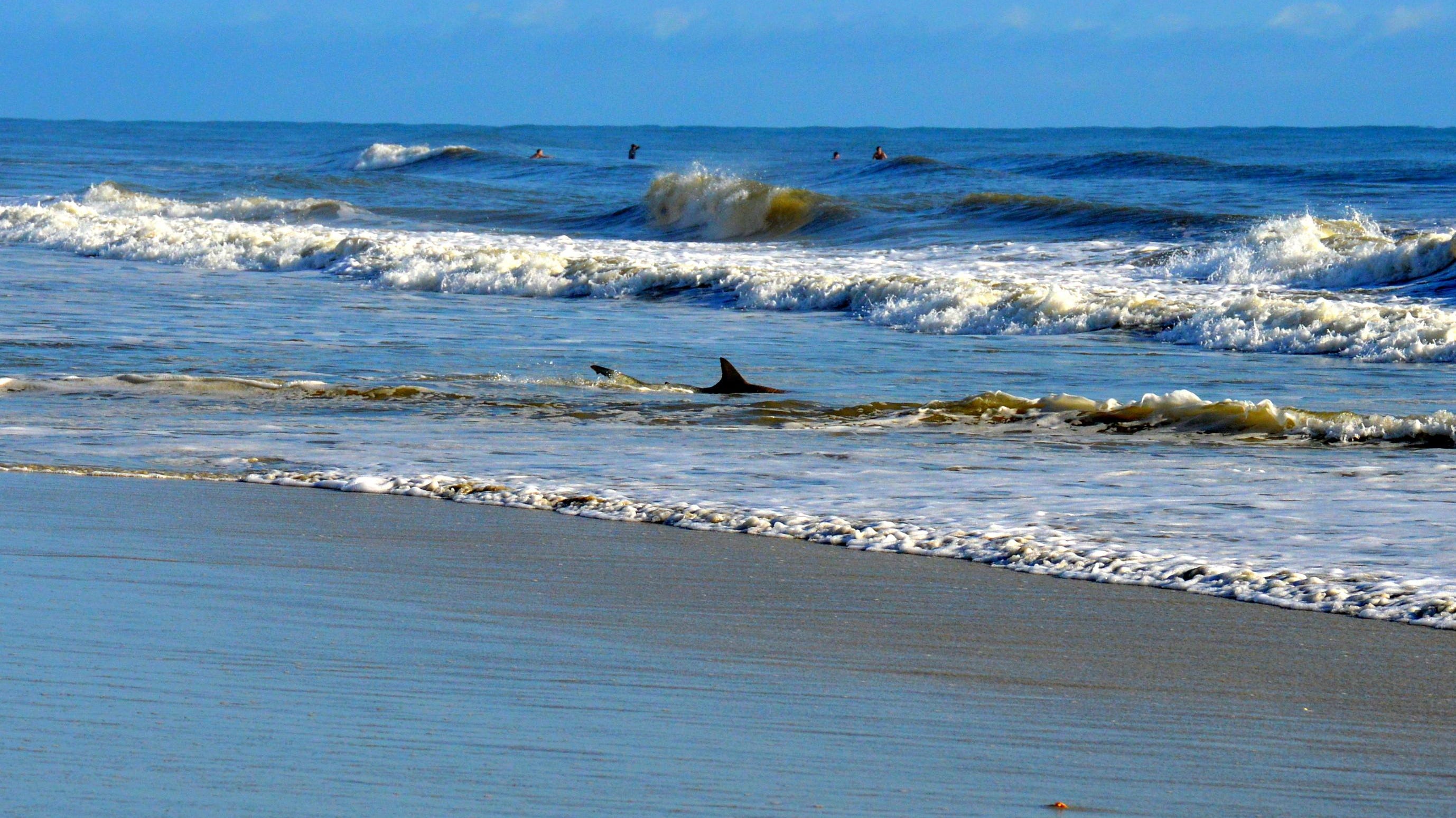 Shark Bites 11 Year Old Boy In New Smyrna Beach