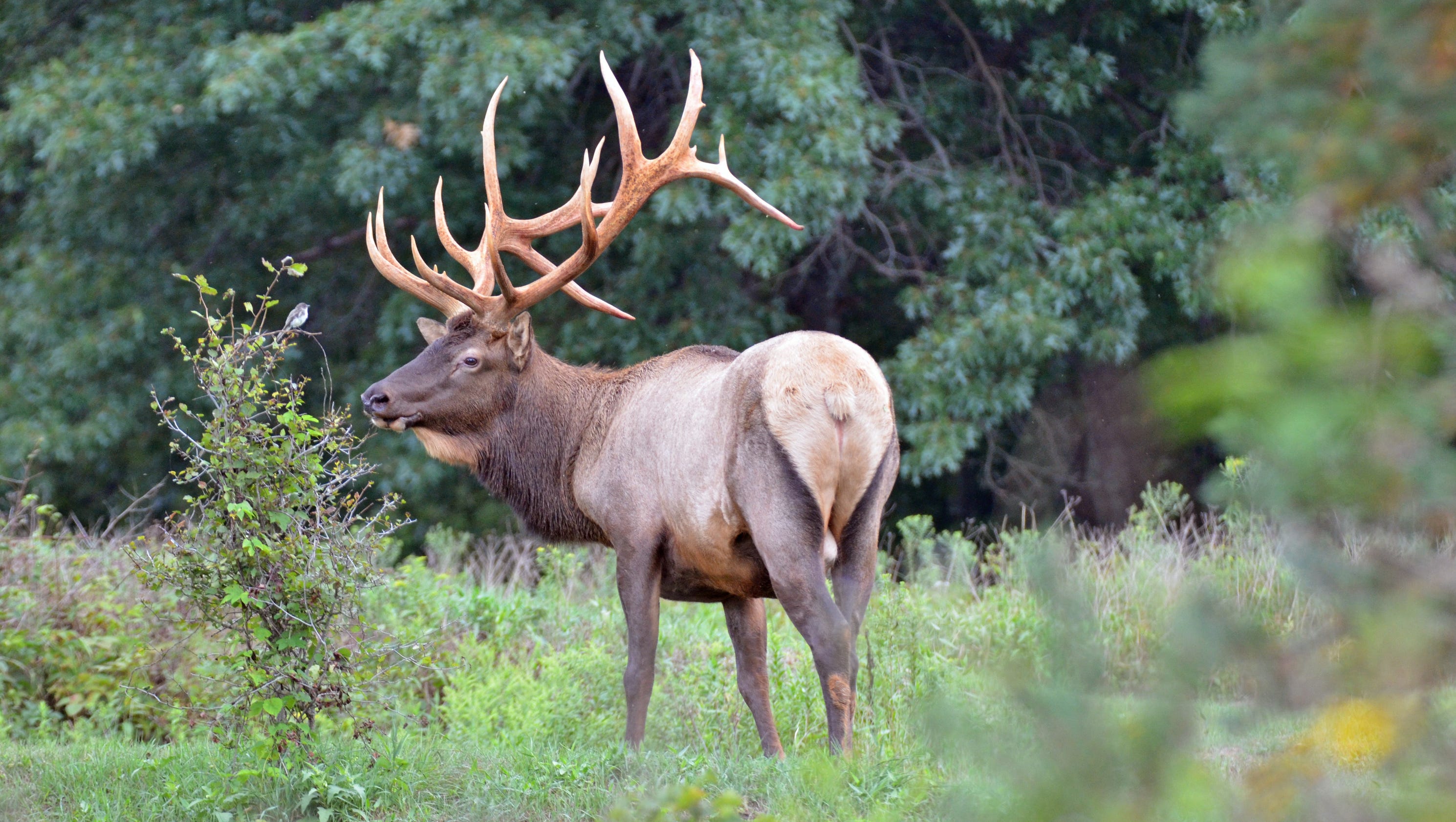 Dave Wolf Elk aren't only wildlife draw in Elk County