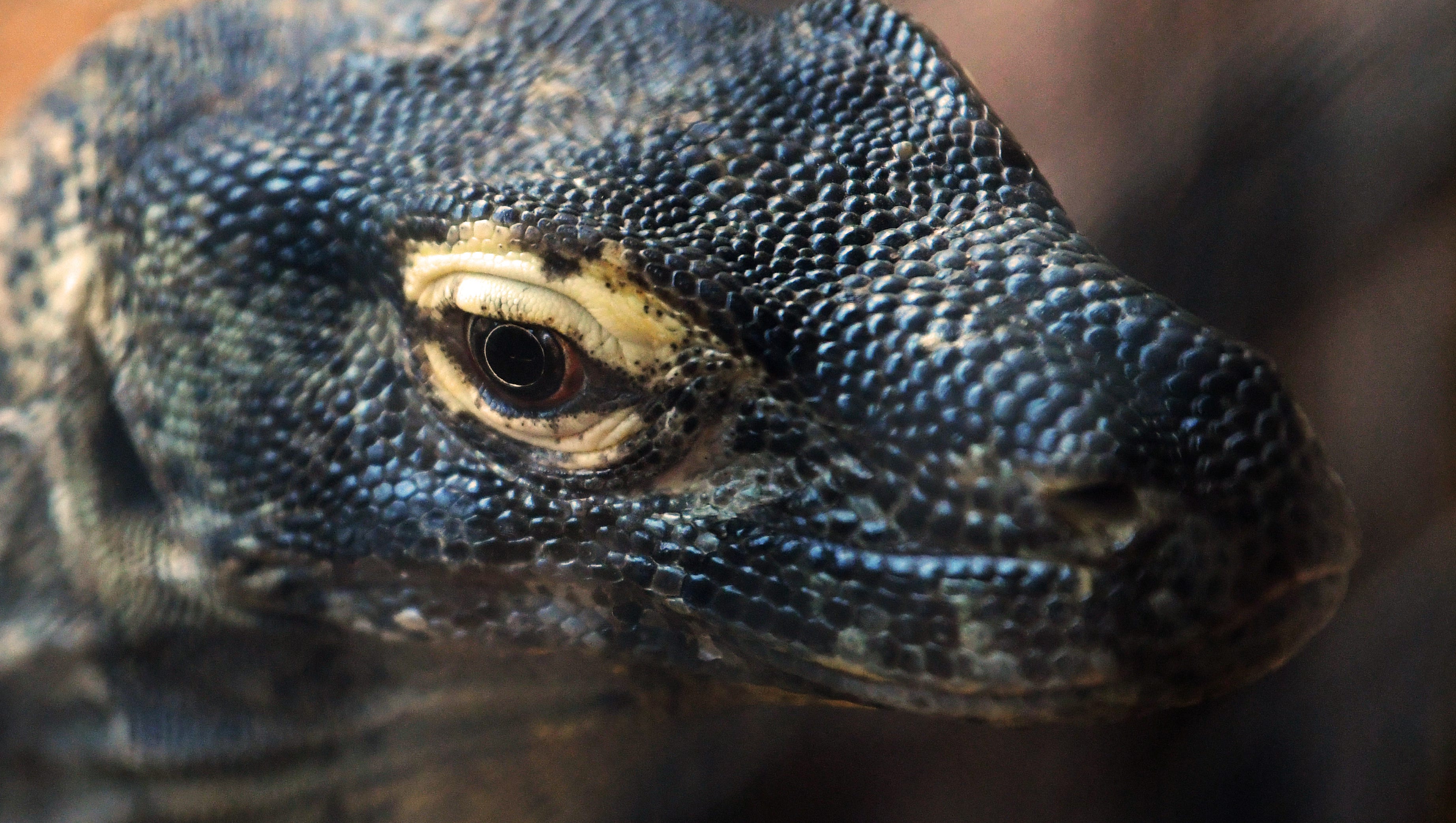 Kute Kangaroos Komodo Dragons Are New At Brevard Zoo
