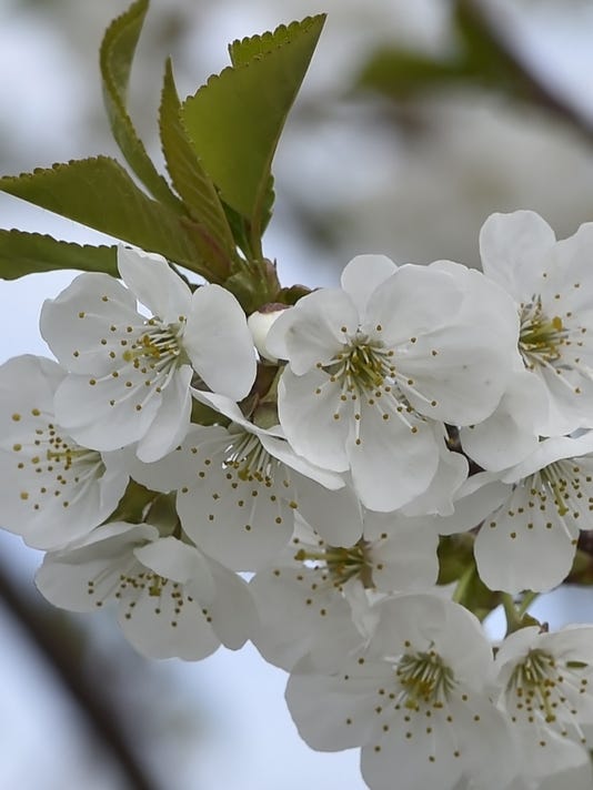 Door County cherry trees begin to bloom, weekend might be good viewing