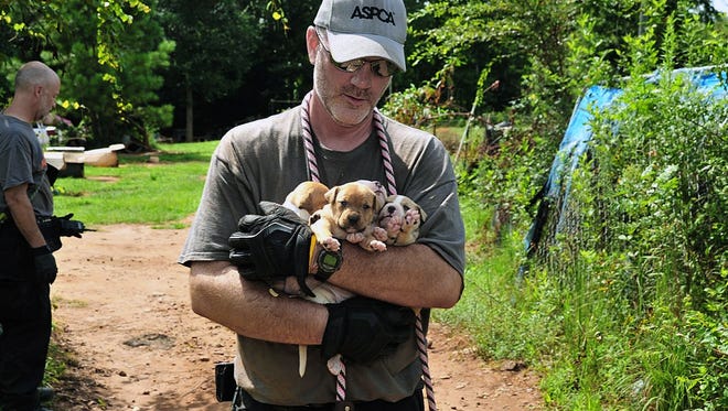 Puppies are carried by an official at a home in Auburn, Ala., Aug. 23, 2013. A federal and state investigation into dog fighting and gambling has resulted in the arrest of 12 people from Alabama, Georgia, Mississippi and Texas.