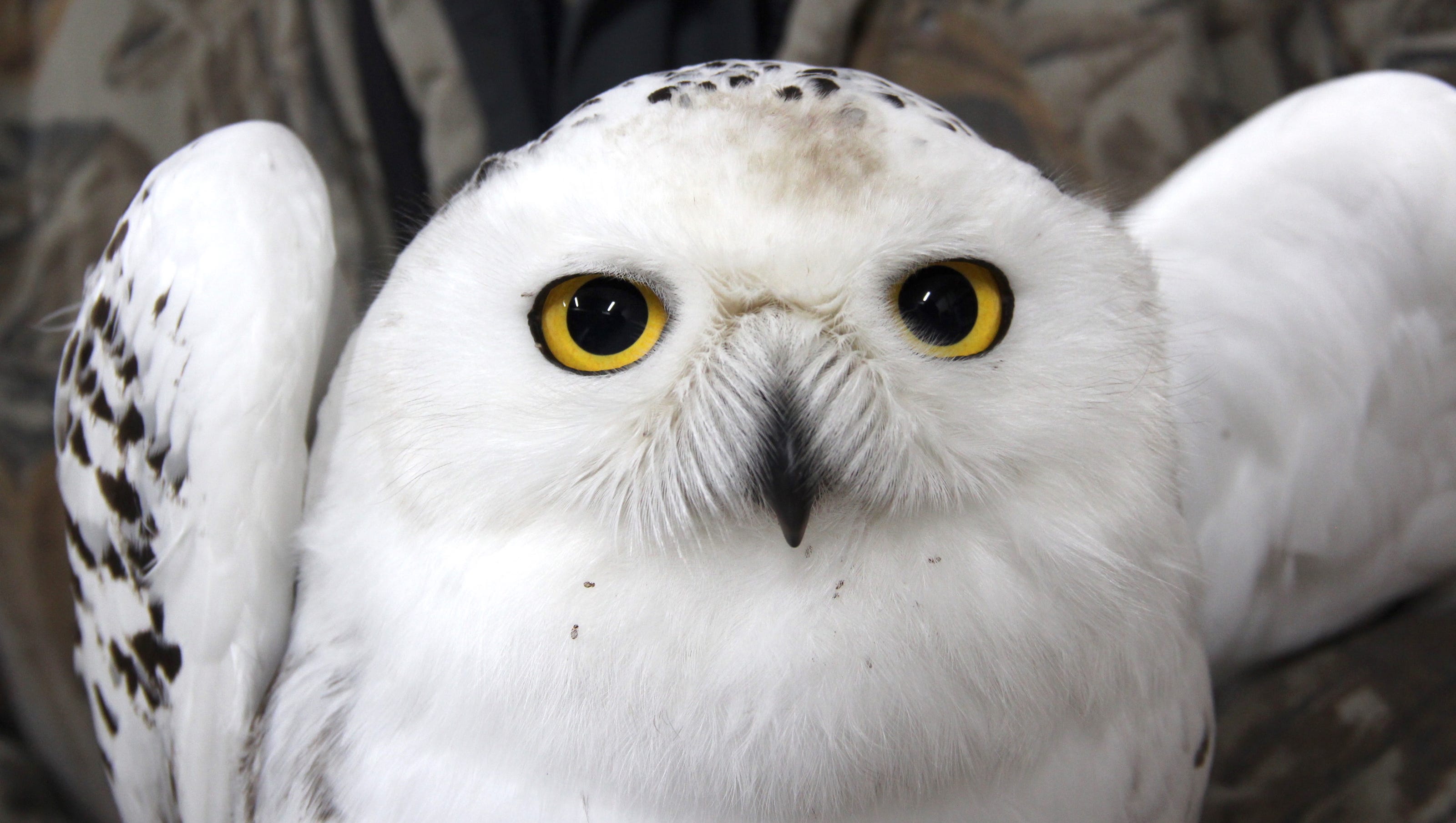 snowy owl pet price in india