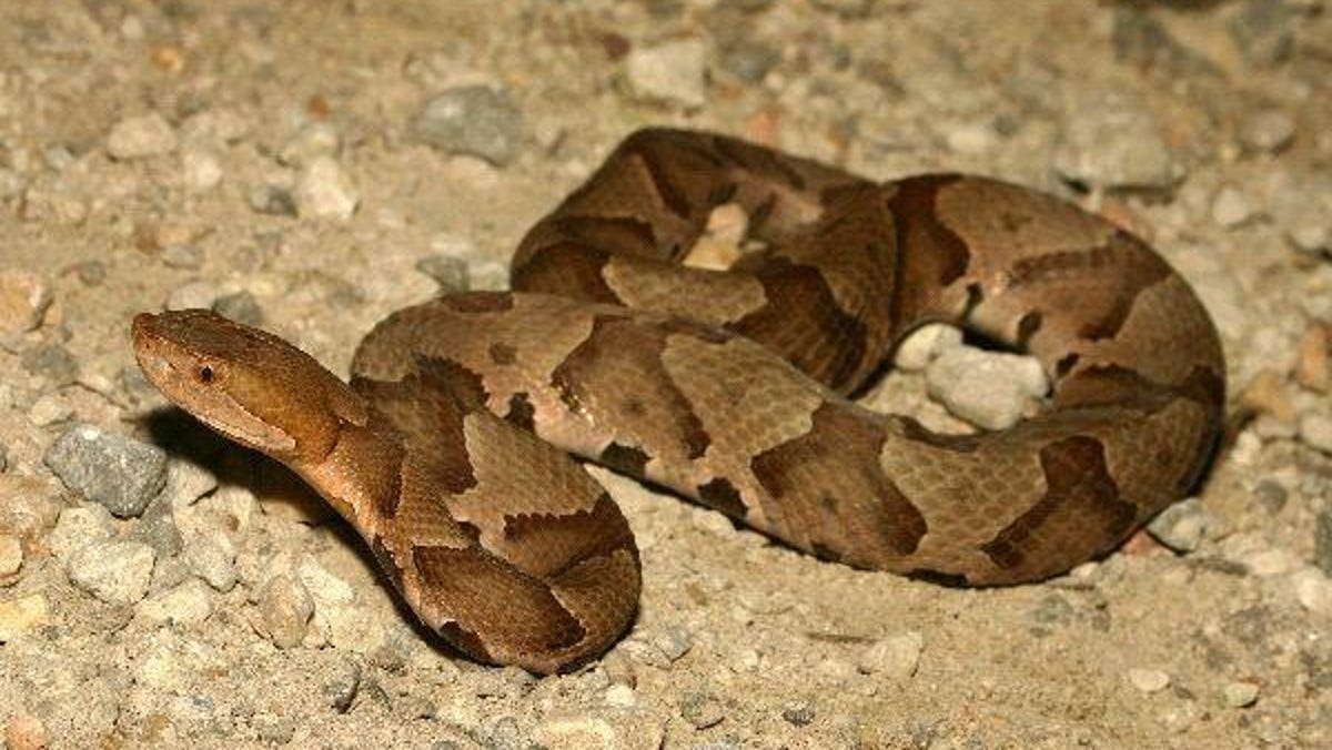 Read more about the article Can copperheads climb trees? SC snake myths debunked.