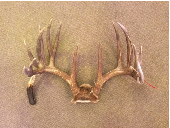 Farmer, wildlife officials square off over prize antlers