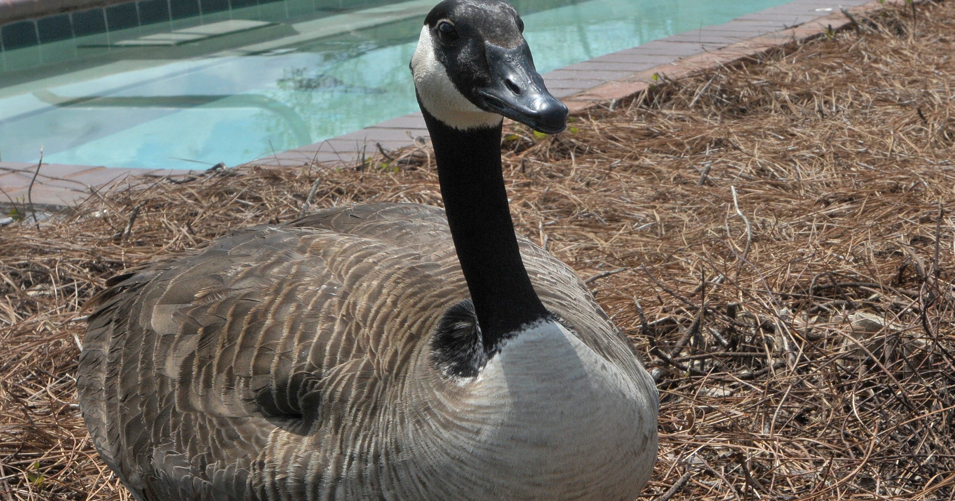 Federally protected goose nest halts construction