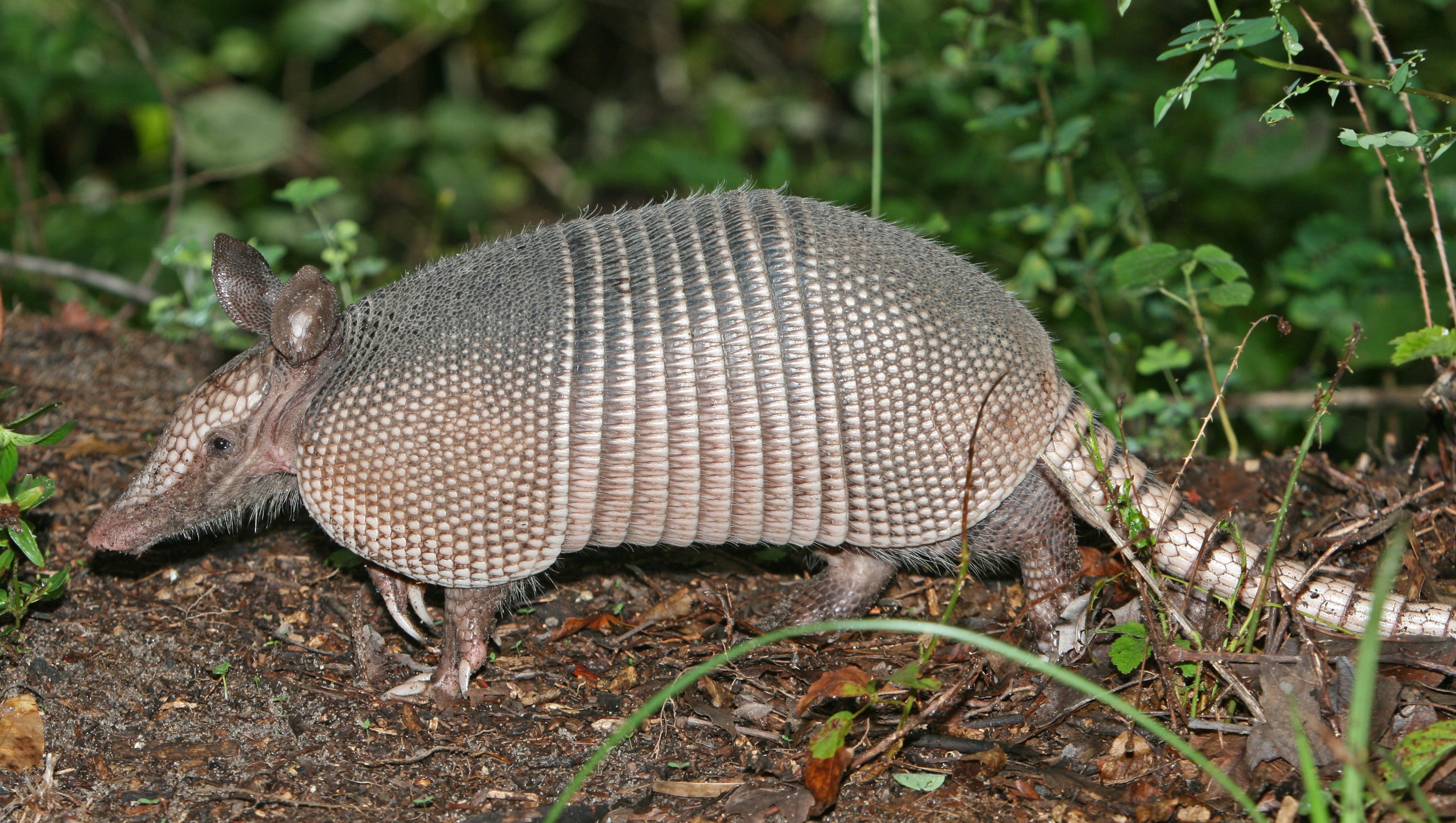 Another Armadillo Spotted But This Time Deceased