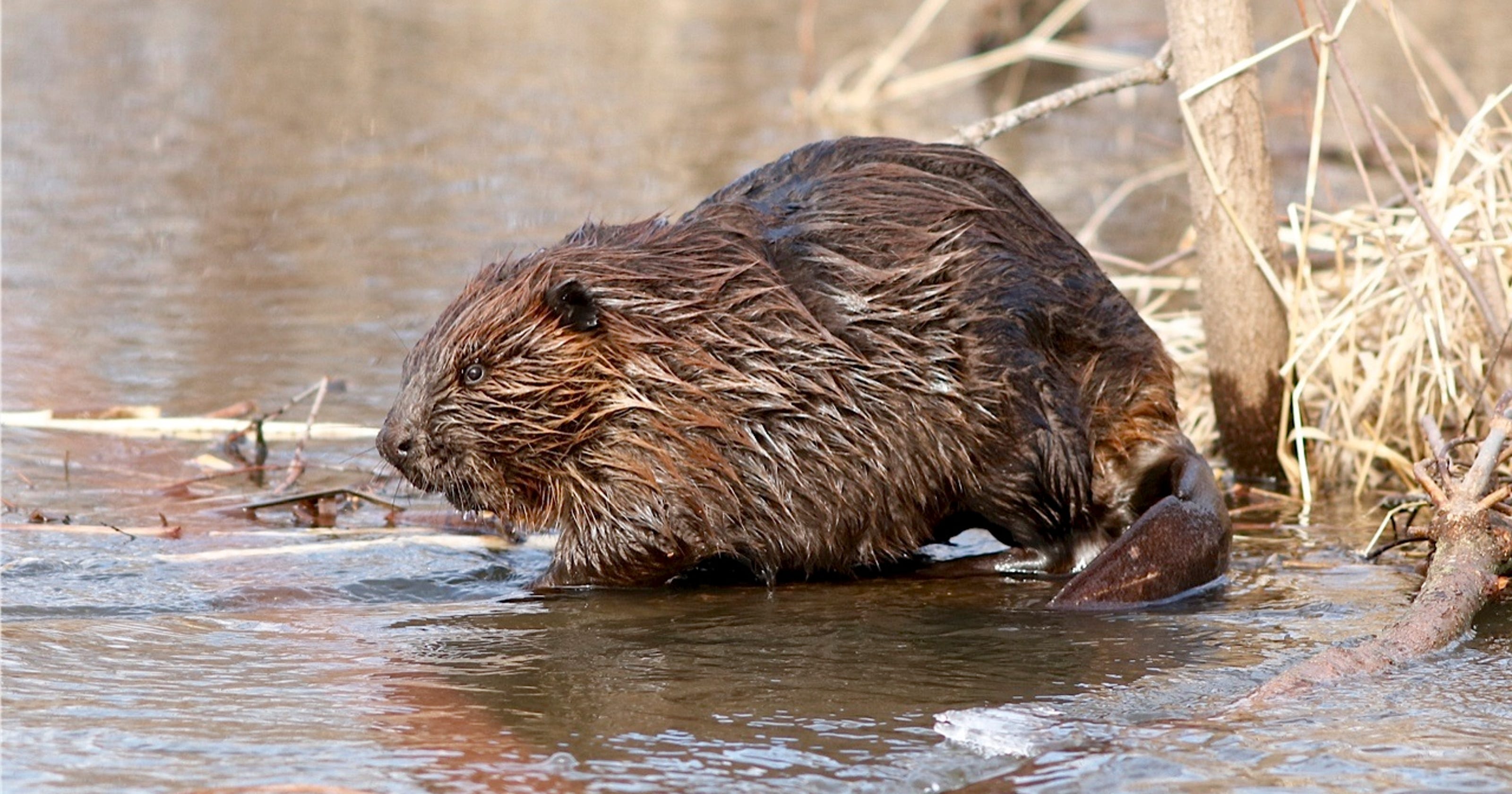 Oregon Beaver Killing Program Suspended By Federal Officials