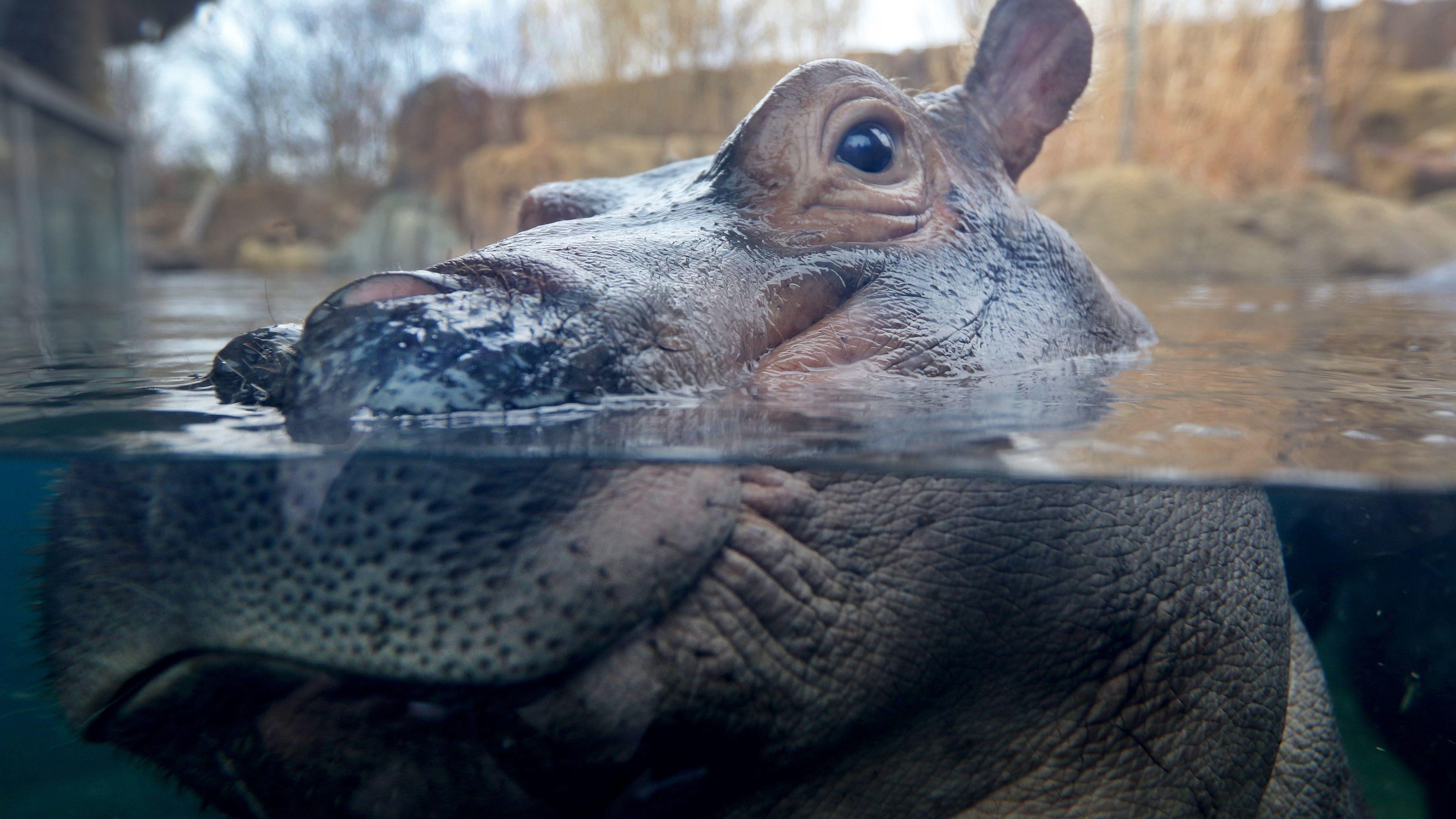 Timothy The Hippo Asks Fiona Out On A Date She Might Be Interested 3390
